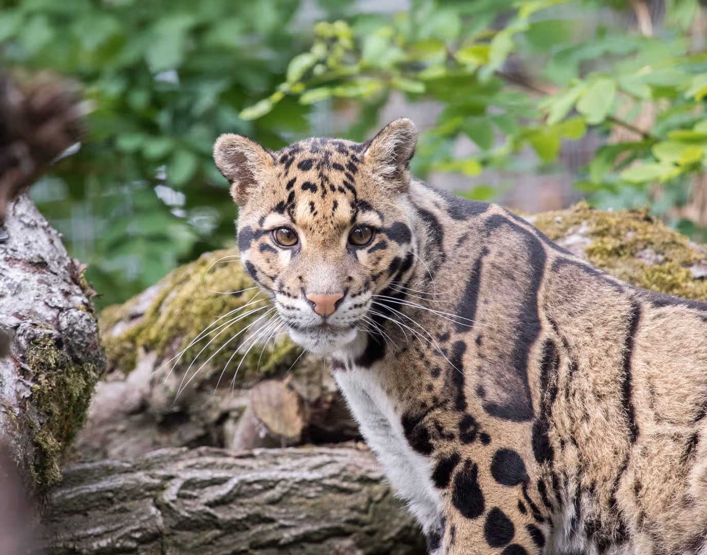 Een afbeelding van een nevelpanter in Ouwehands Dierenpark