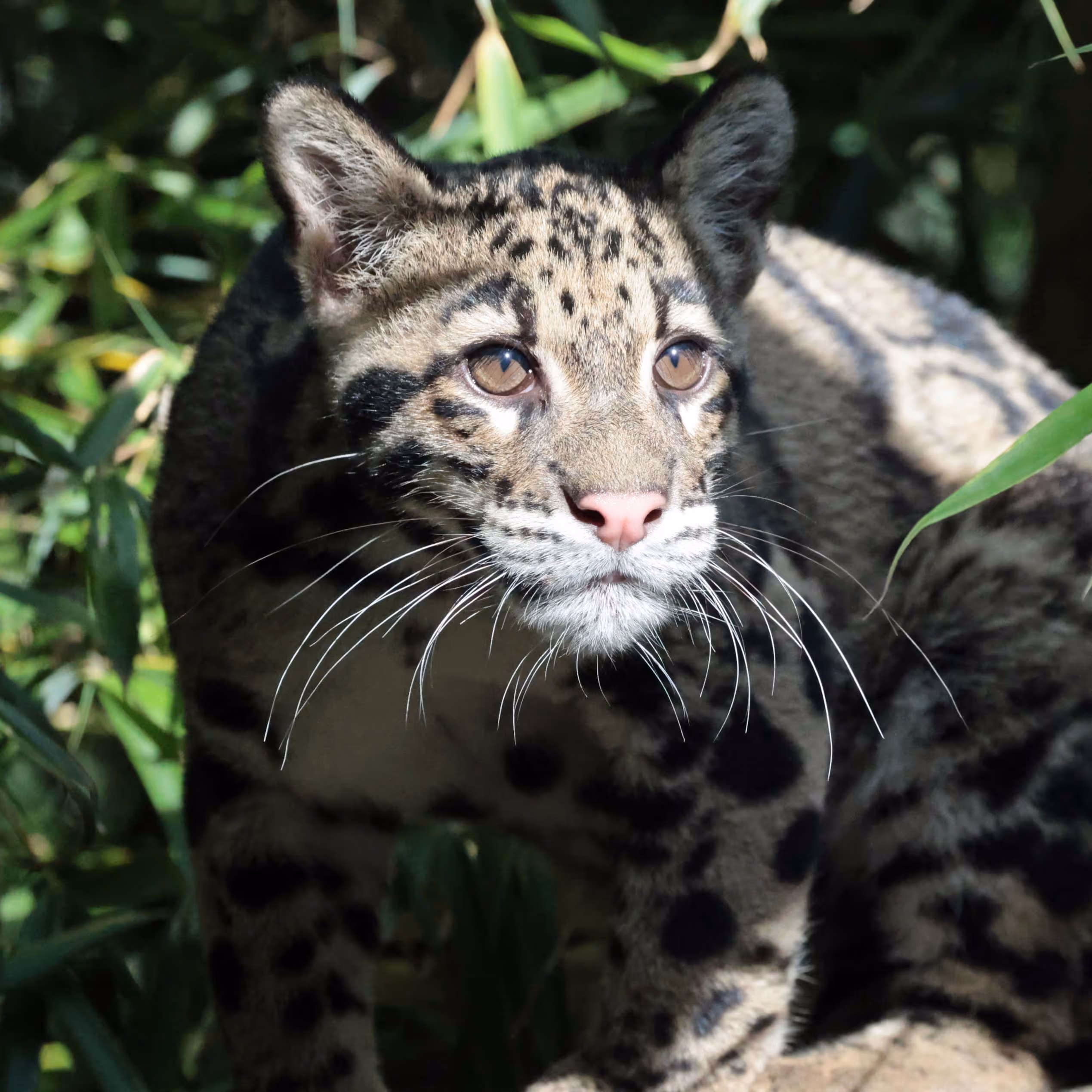 Een afbeelding van een nevelpanter in Ouwehands Dierenpark