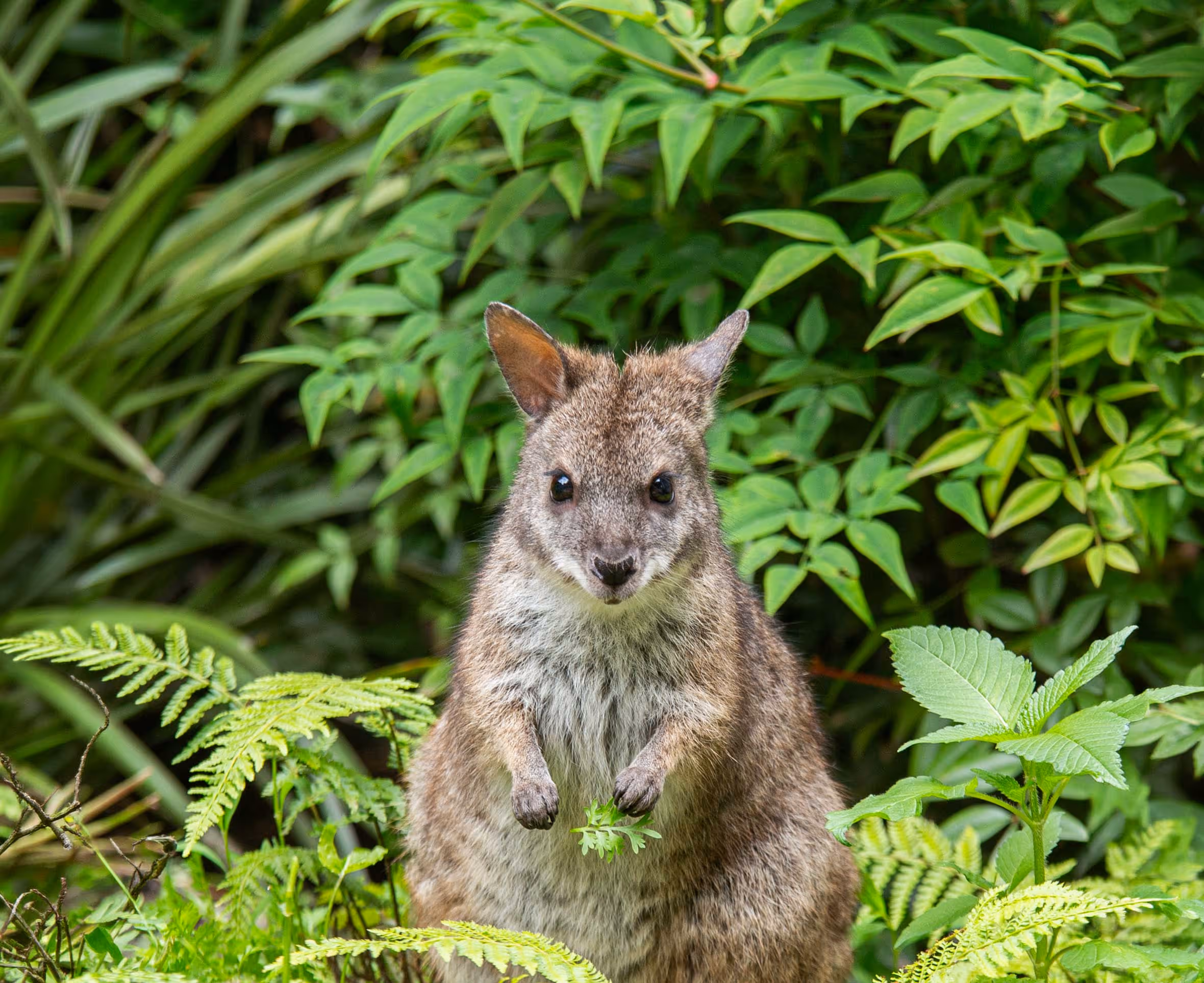 Een afbeelding van een parma wallaby in Ouwehands Dierenpark