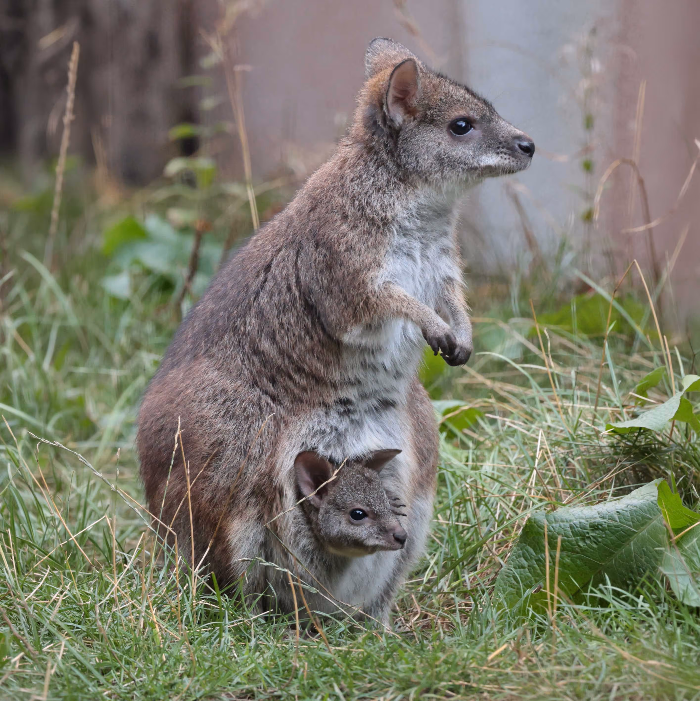 Een afbeelding van een parma wallaby in Ouwehands Dierenpark