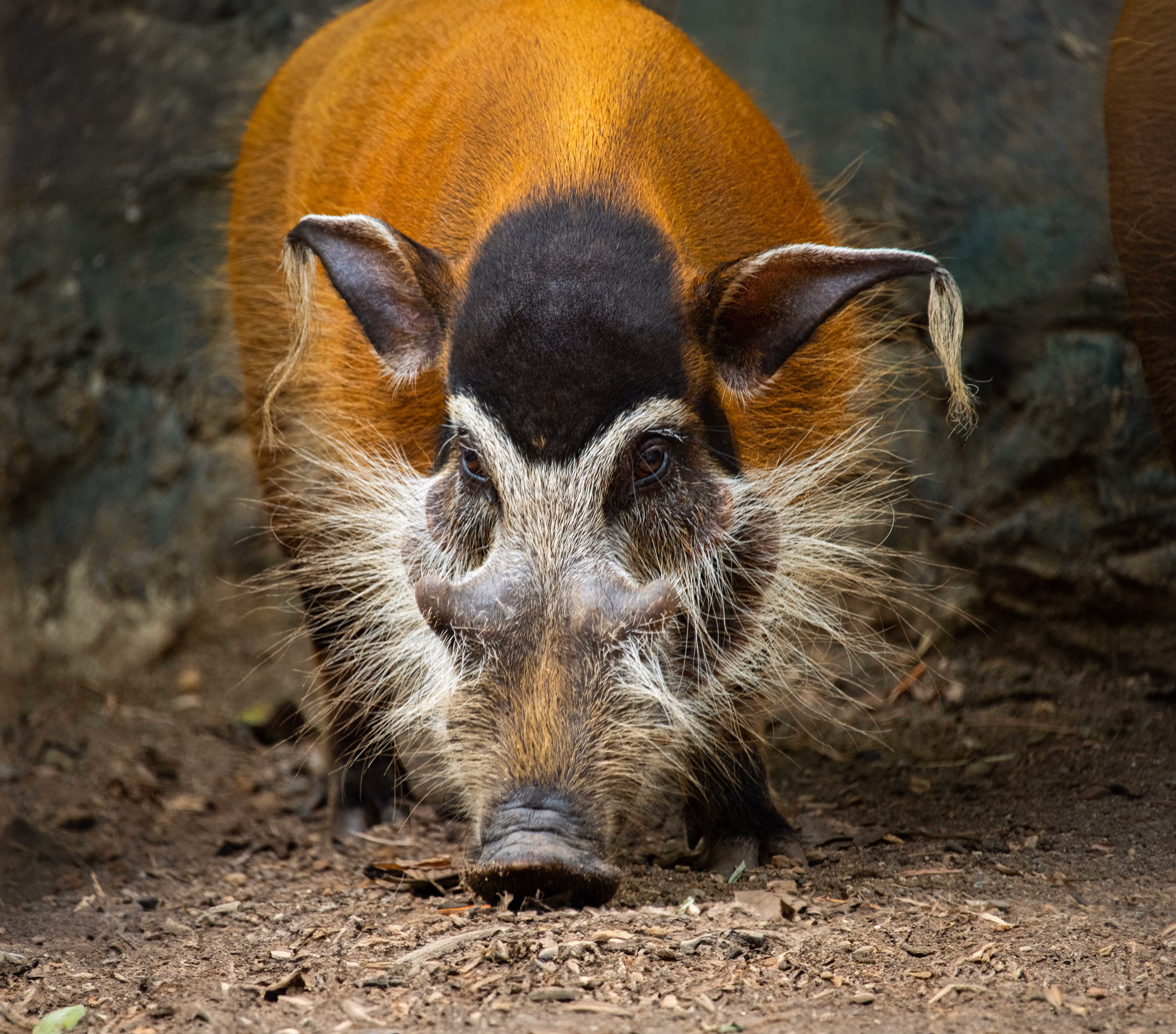 Een afbeelding van een penseelzwijn in Ouwehands Dierenpark