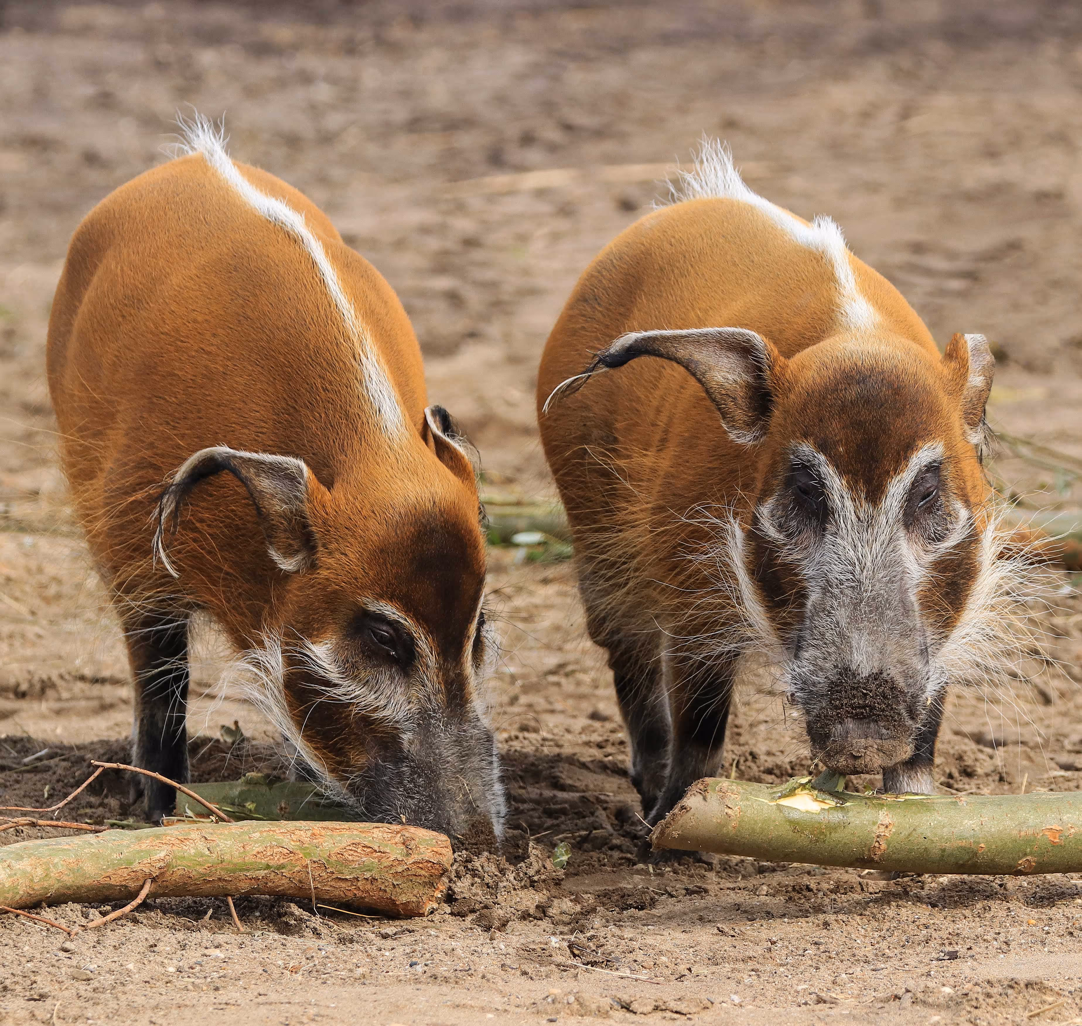 Een afbeelding van een penseelzwijn in Ouwehands Dierenpark