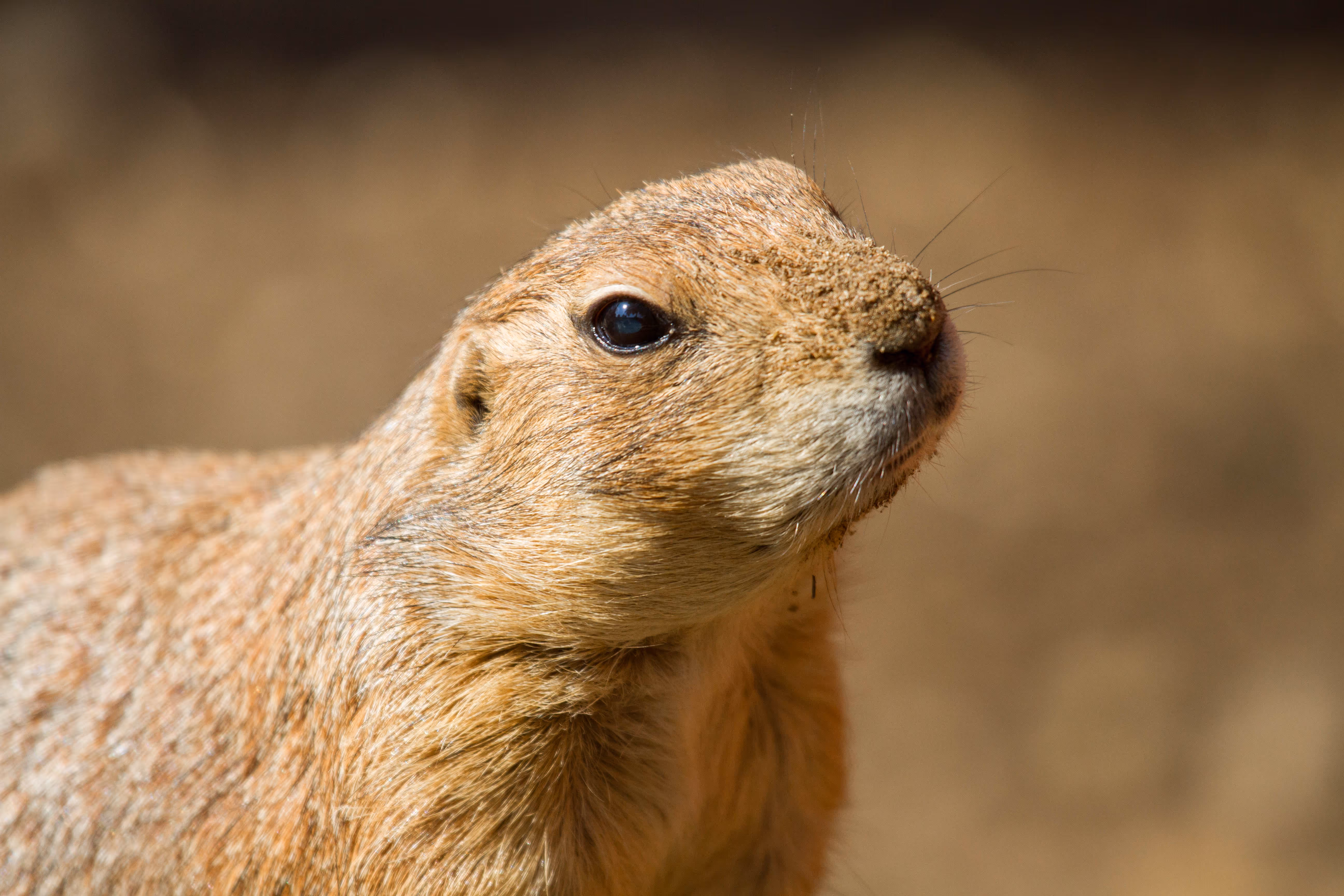 Een afbeelding van een prairiehond in Ouwehands Dierenpark