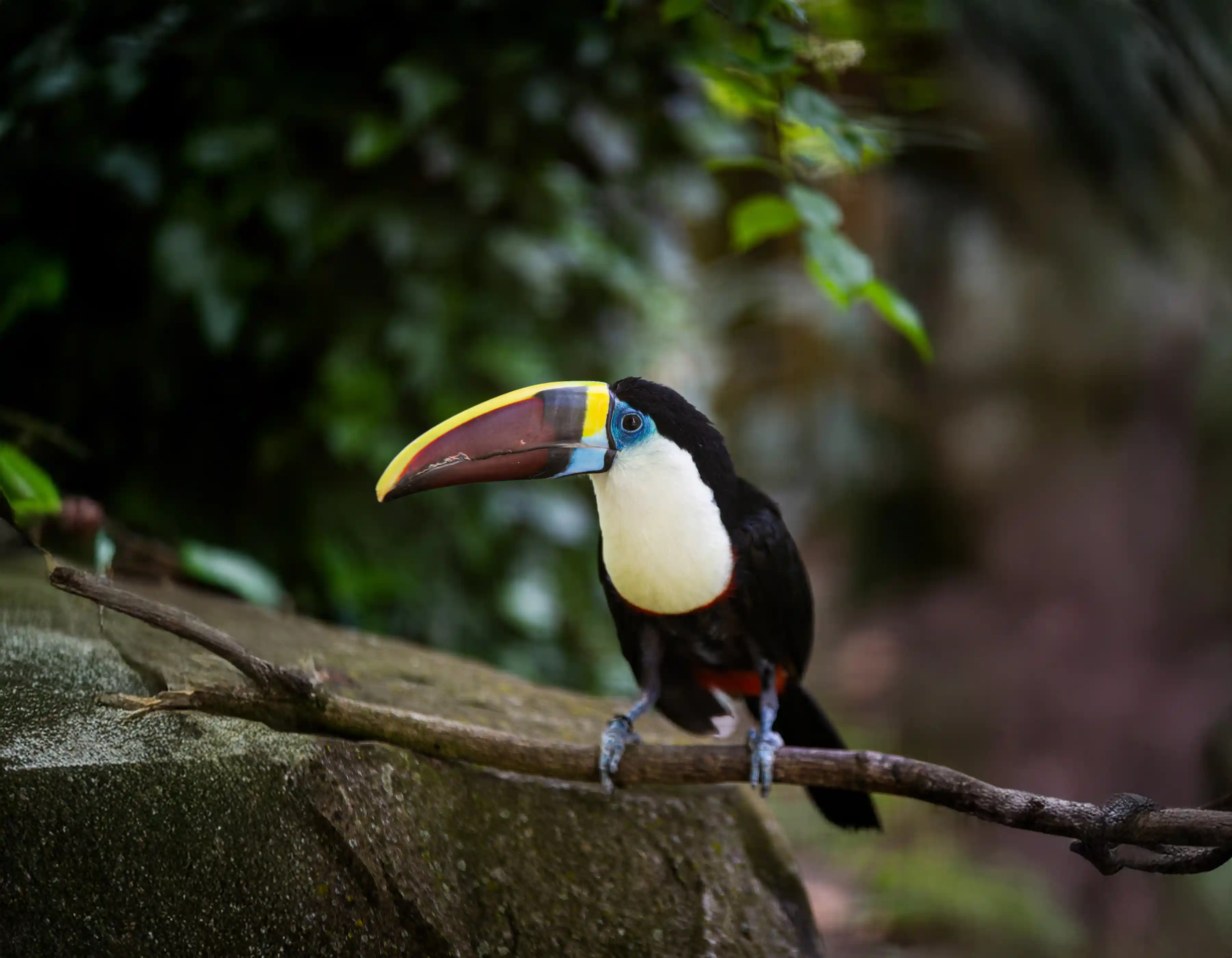 Een afbeelding van een roodsnaveltoekan in Ouwehands Dierenpark