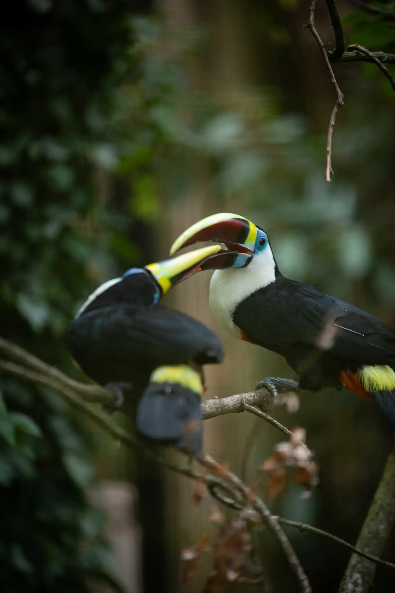 Een afbeelding van een roodsnaveltoekan in Ouwehands Dierenpark