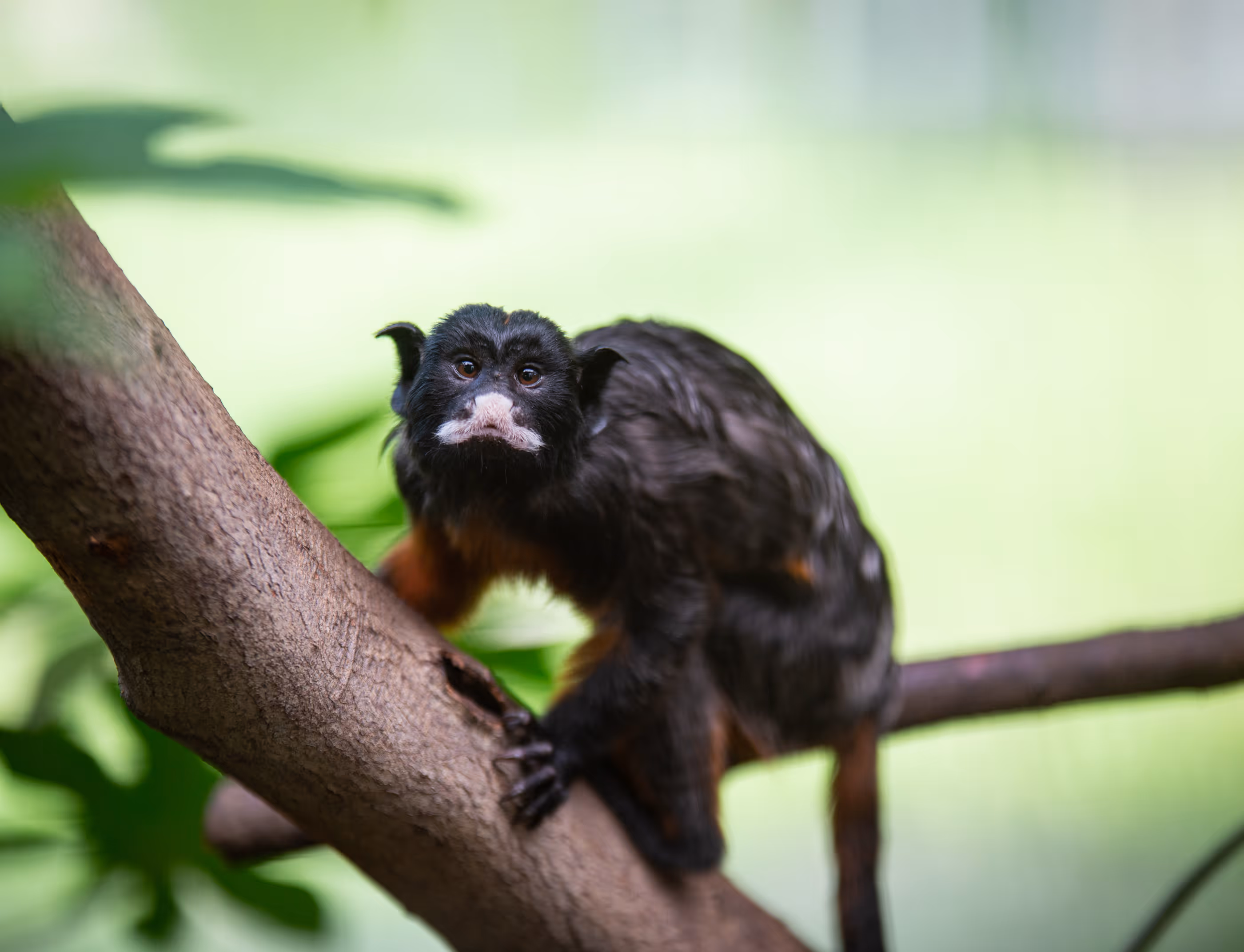 Een afbeelding van een roodbuiktamarin in Ouwehands Dierenpark