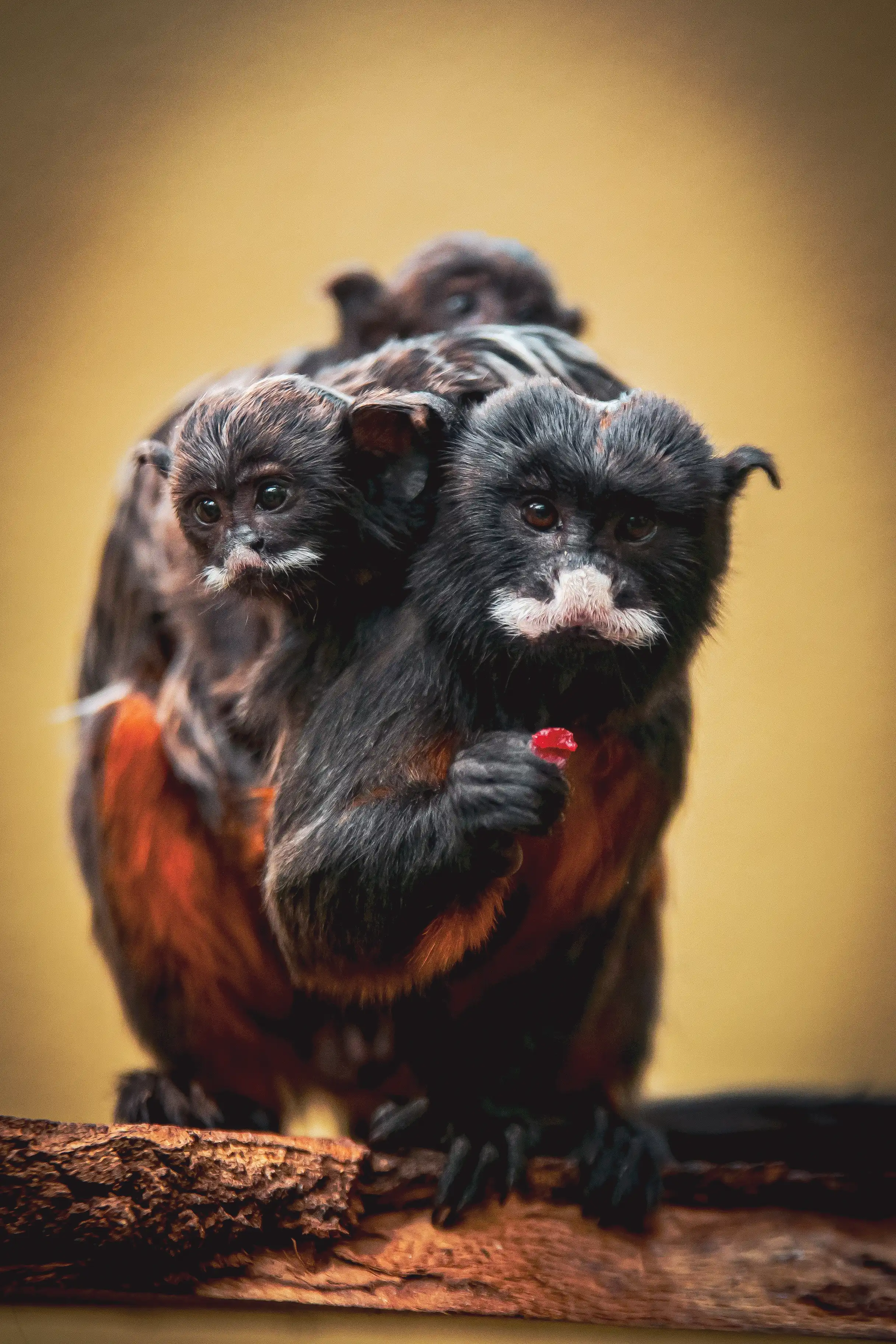 Een afbeelding van een roodbuiktamarin in Ouwehands Dierenpark