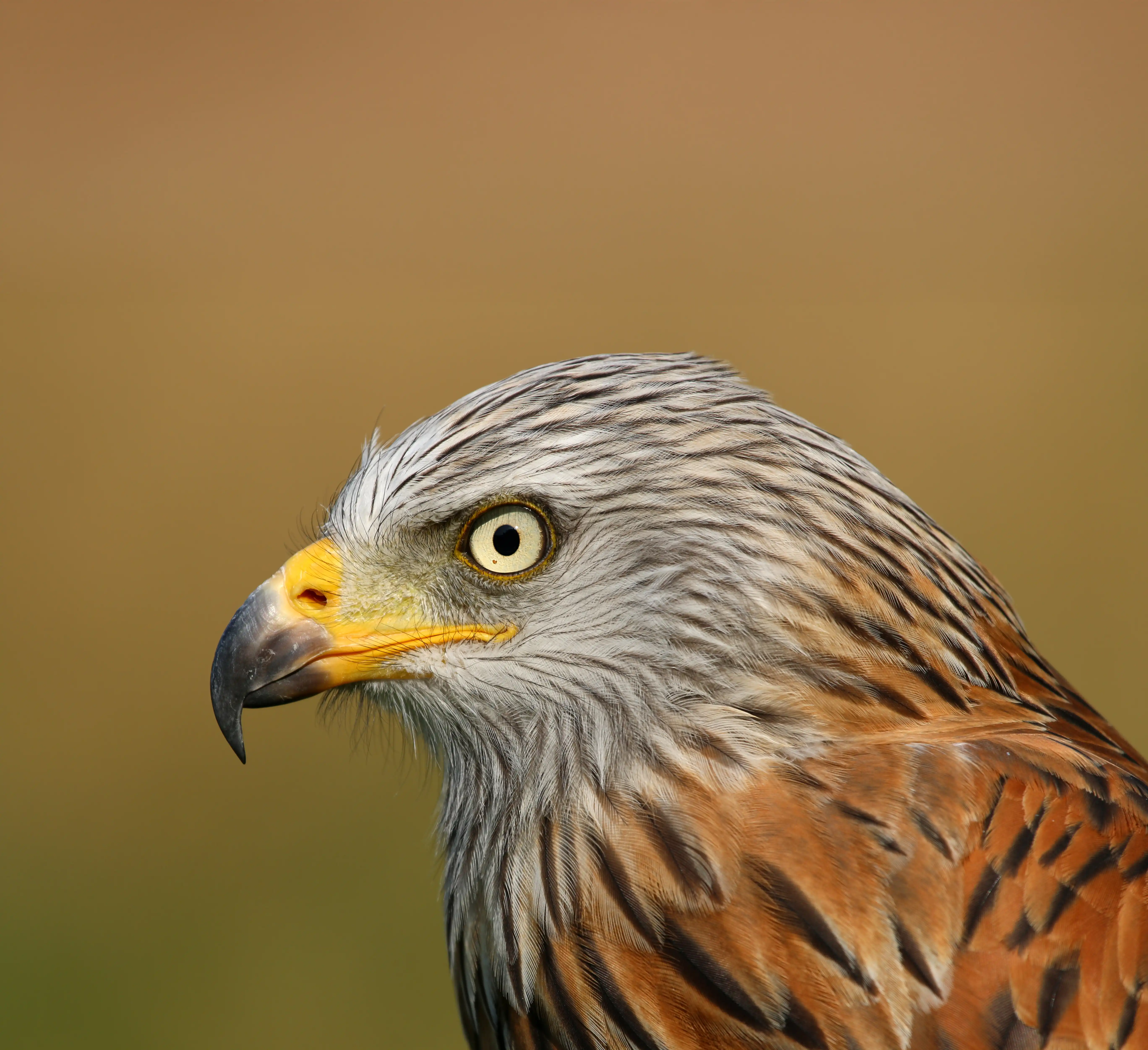 Een afbeelding van een rode wouw in Ouwehands Dierenpark