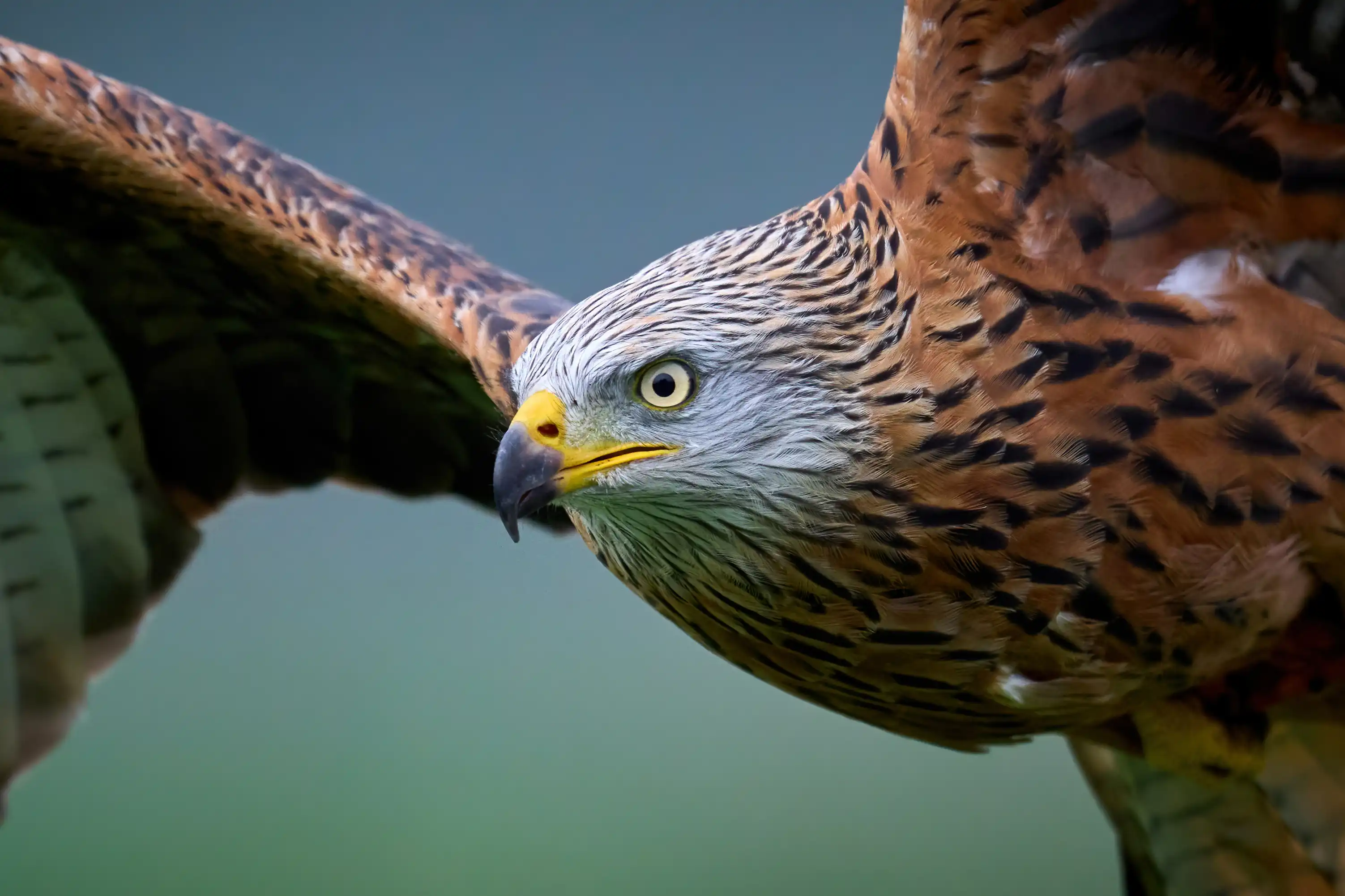 Een afbeelding van een rode wouw in Ouwehands Dierenpark