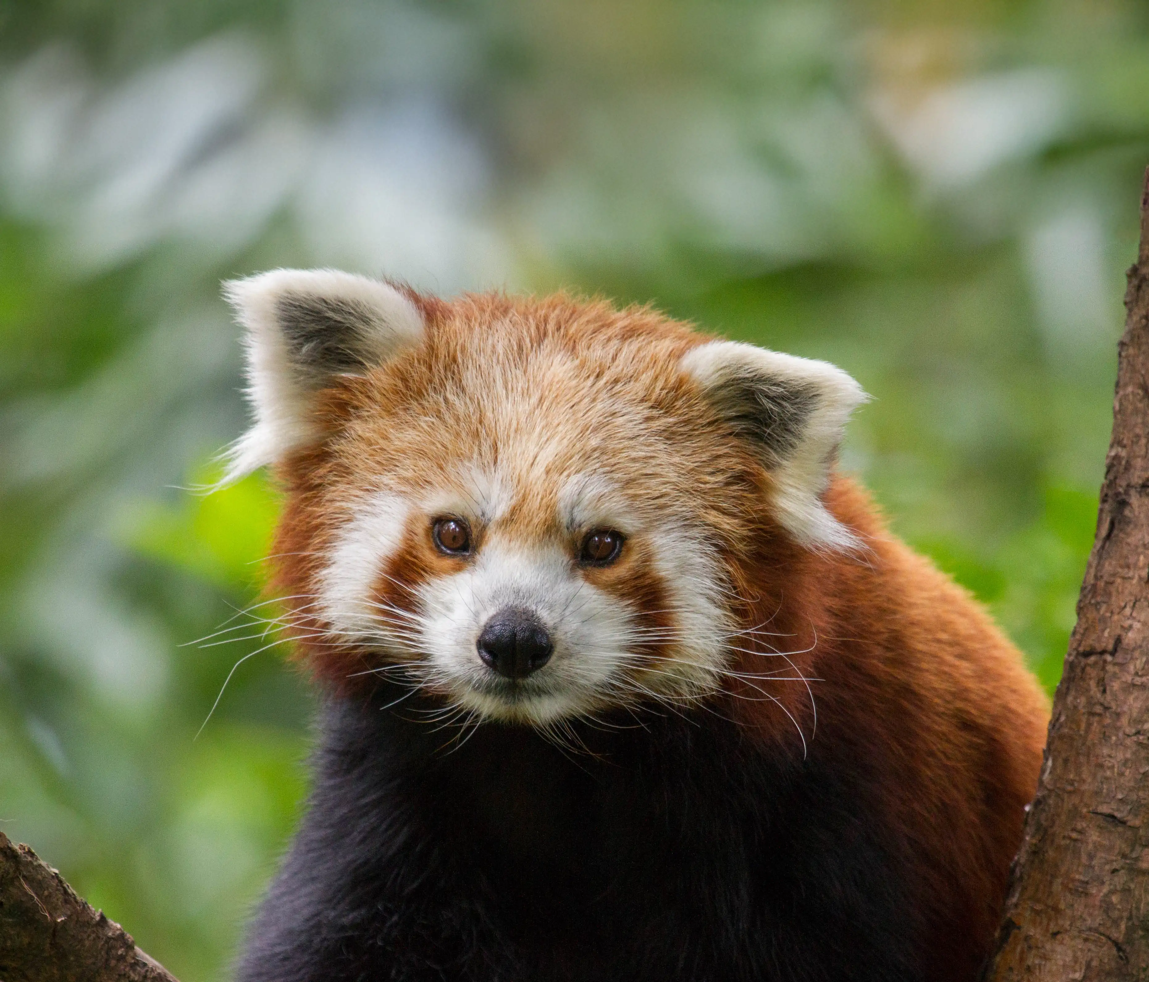 Een afbeelding van een rode panda in Ouwehands Dierenpark