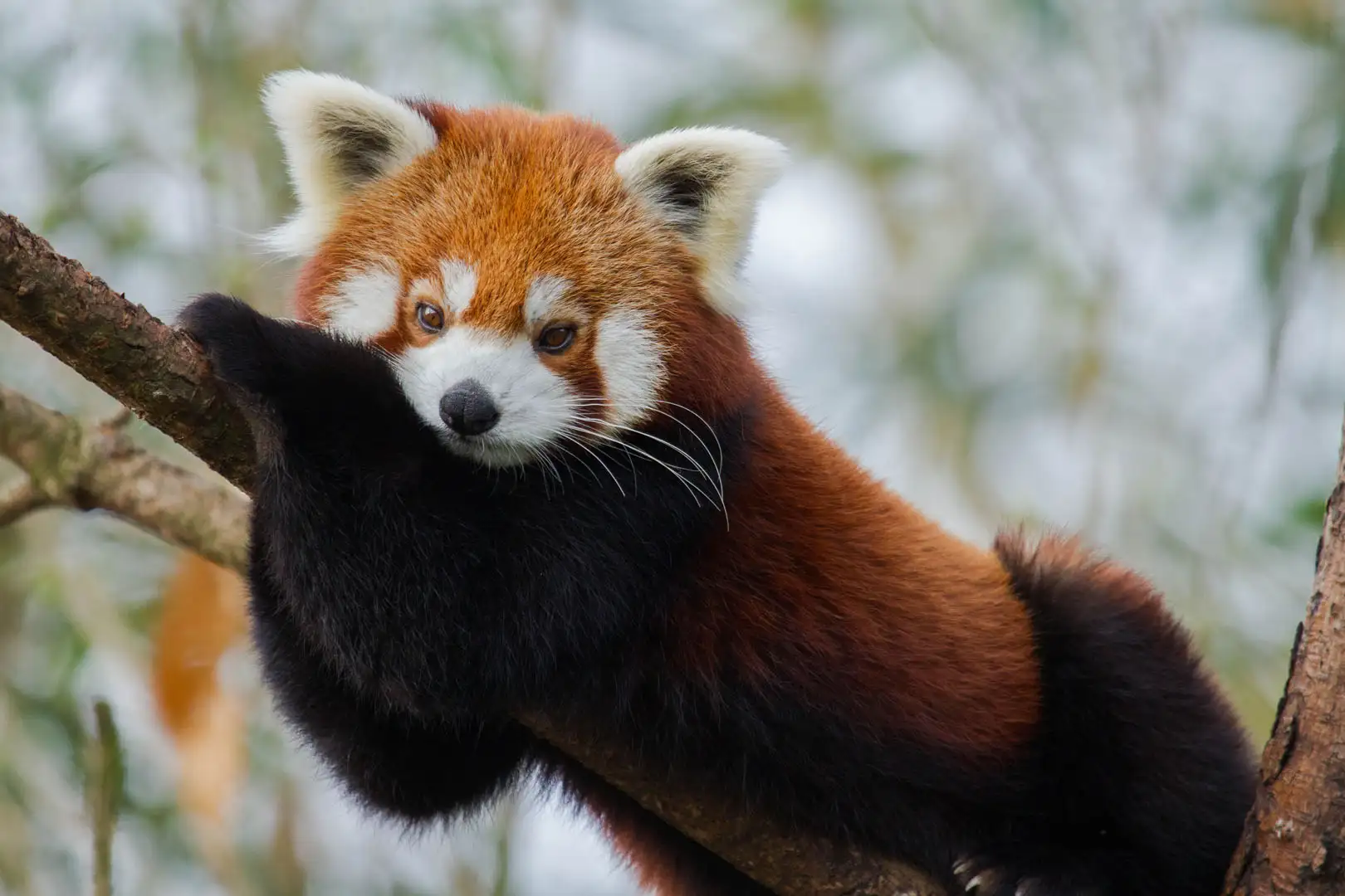 Een afbeelding van een rode panda in Ouwehands Dierenpark
