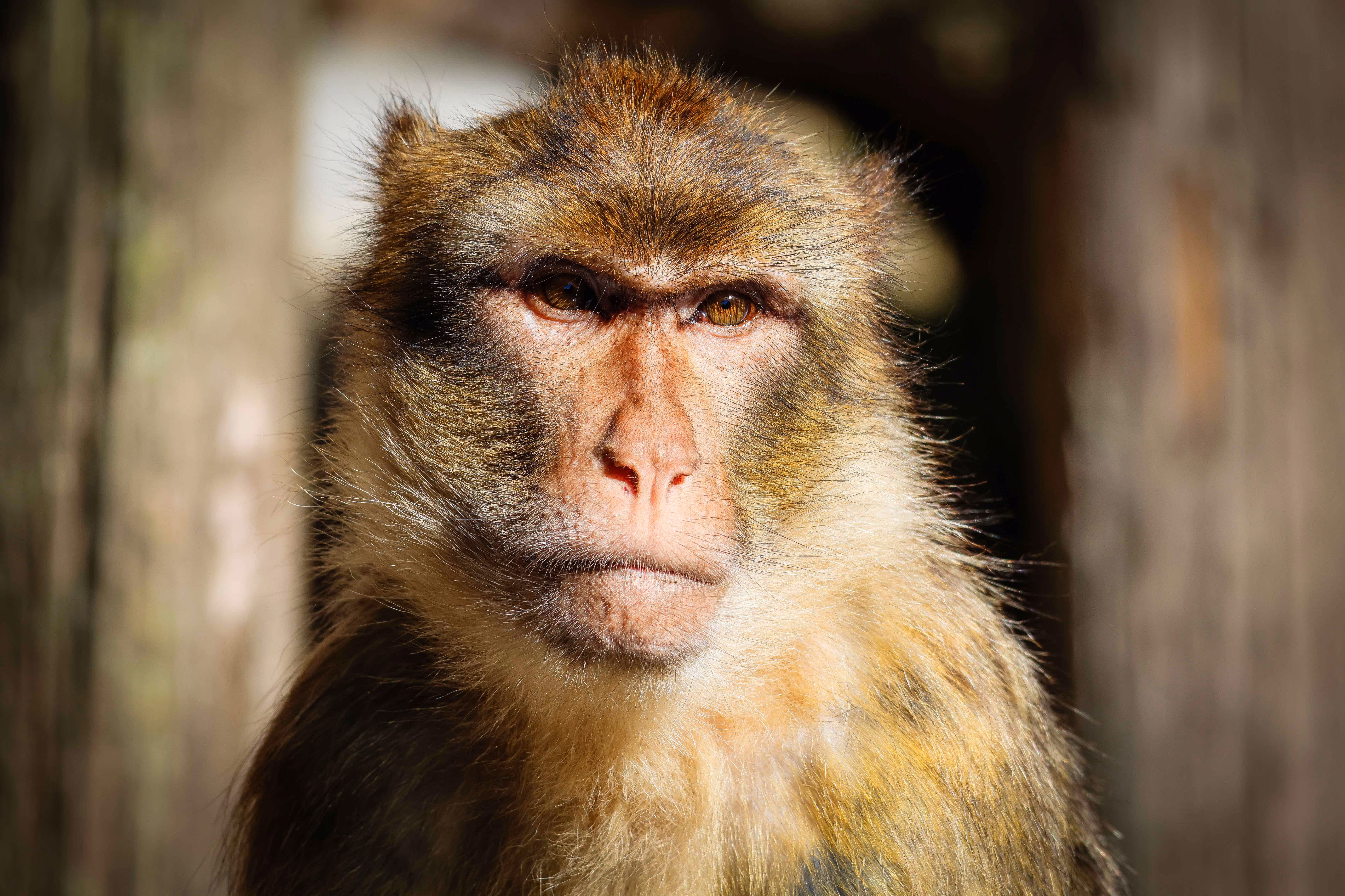 Een foto van een berberaap in Ouwehands Dierenpark