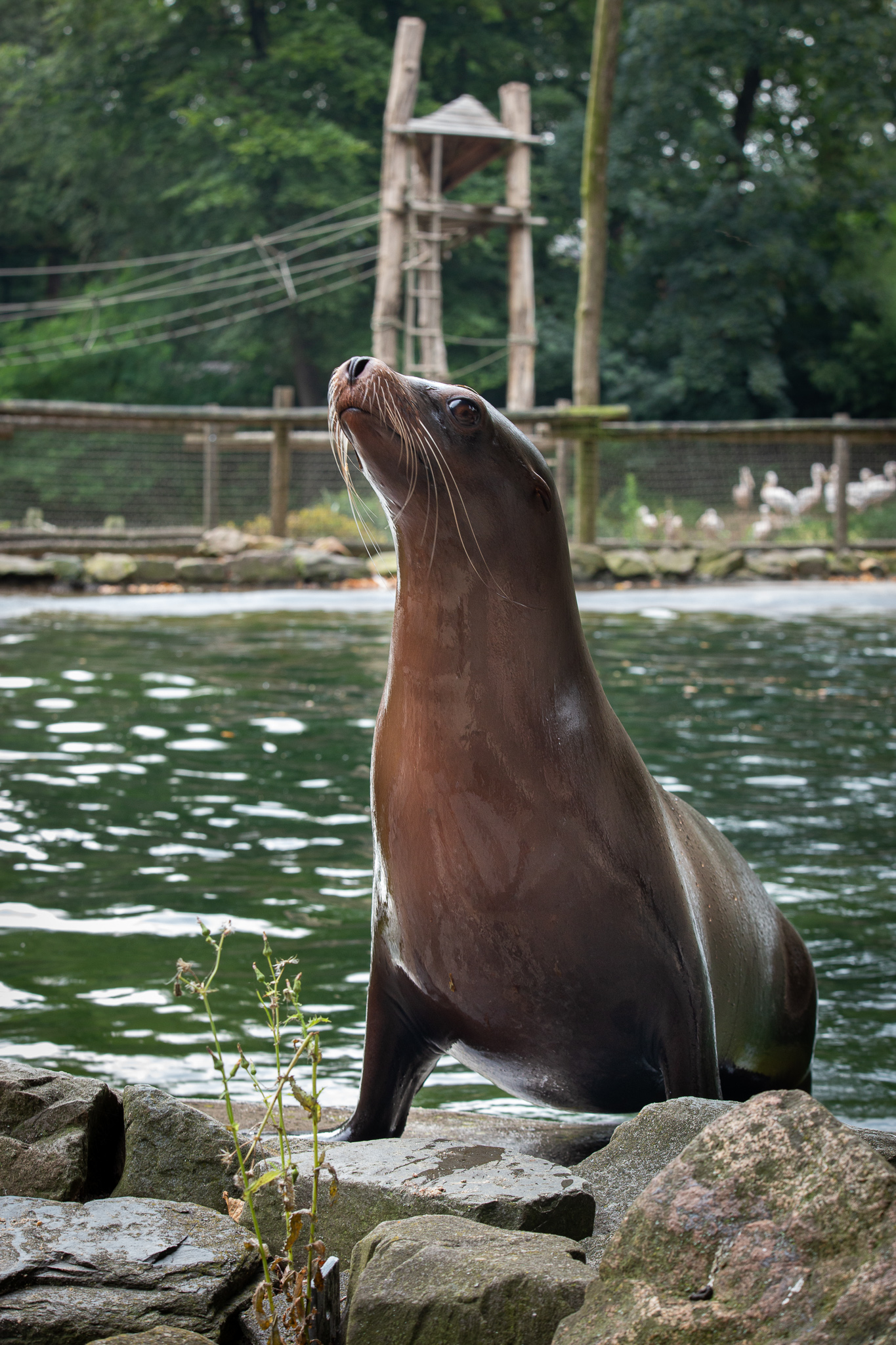 Zeeleeuwen in Ouwehands Dierenpark