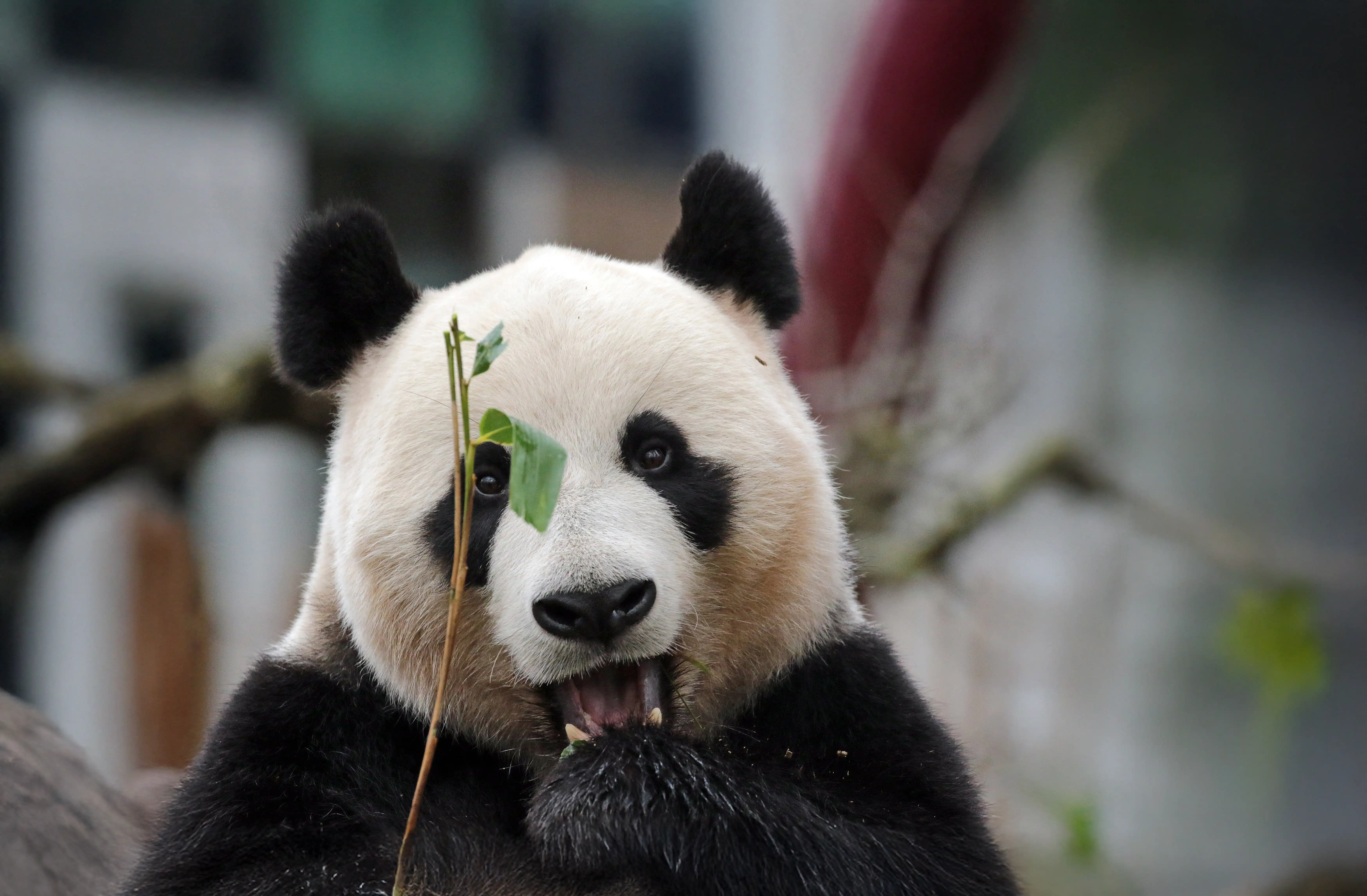 Een afbeelding van een Reuzenpanda in Ouwehands Dierenpark.