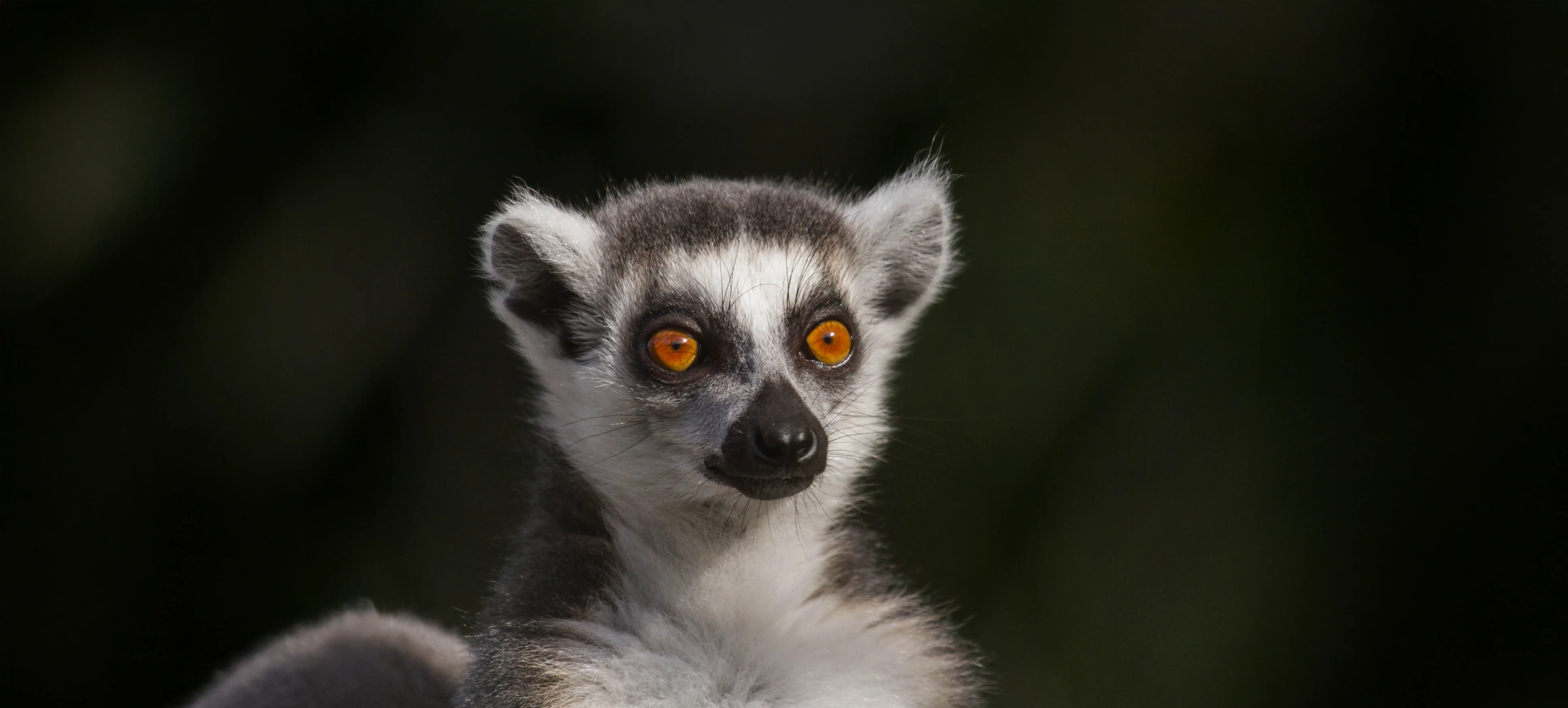 Een afbeelding van een ringstaartmaki in Ouwehands Dierenpark.