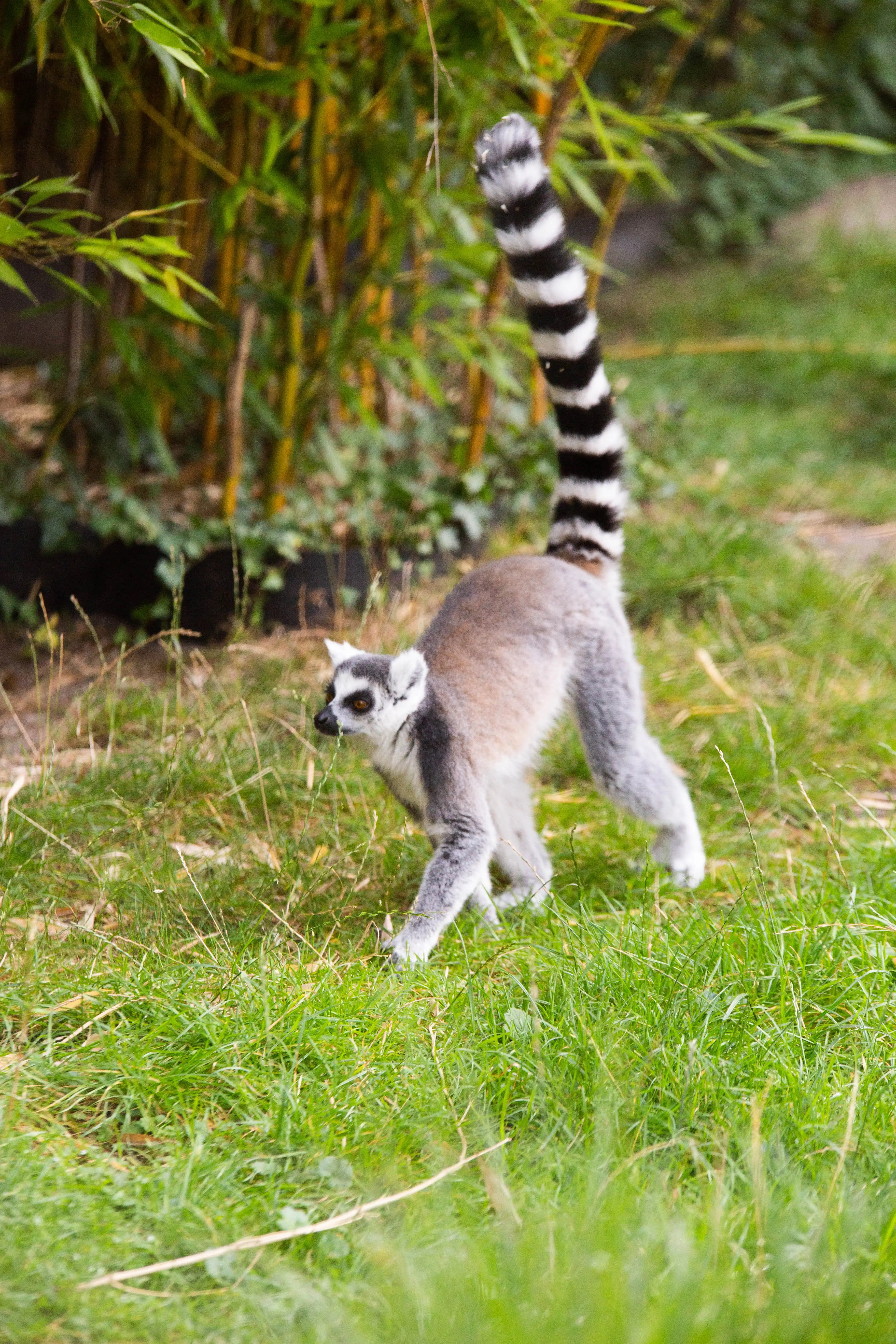 Een afbeelding van een ringstaartmaki in Ouwehands Dierenpark.