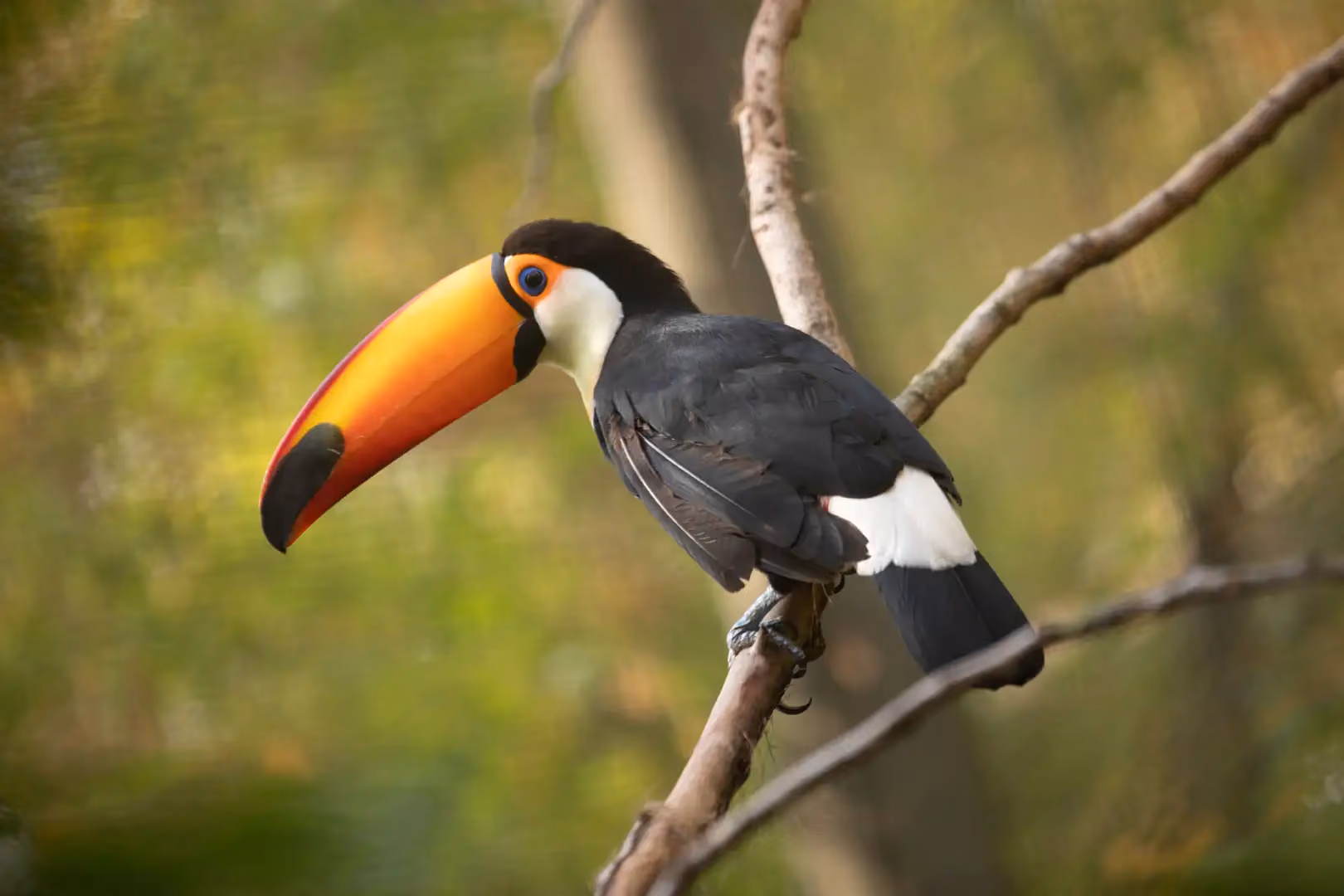 Een afbeelding van een reuzentoekan in Ouwehands Dierenpark.