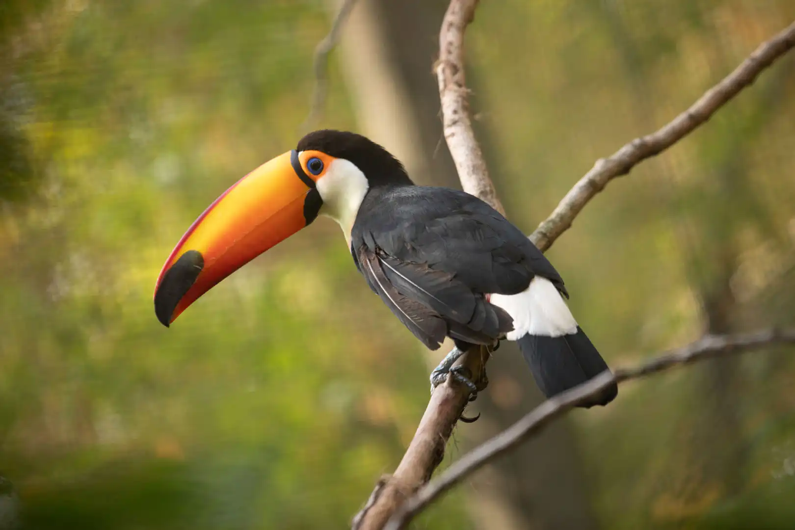 Een afbeelding van een reuzentoekan in Ouwehands Dierenpark.