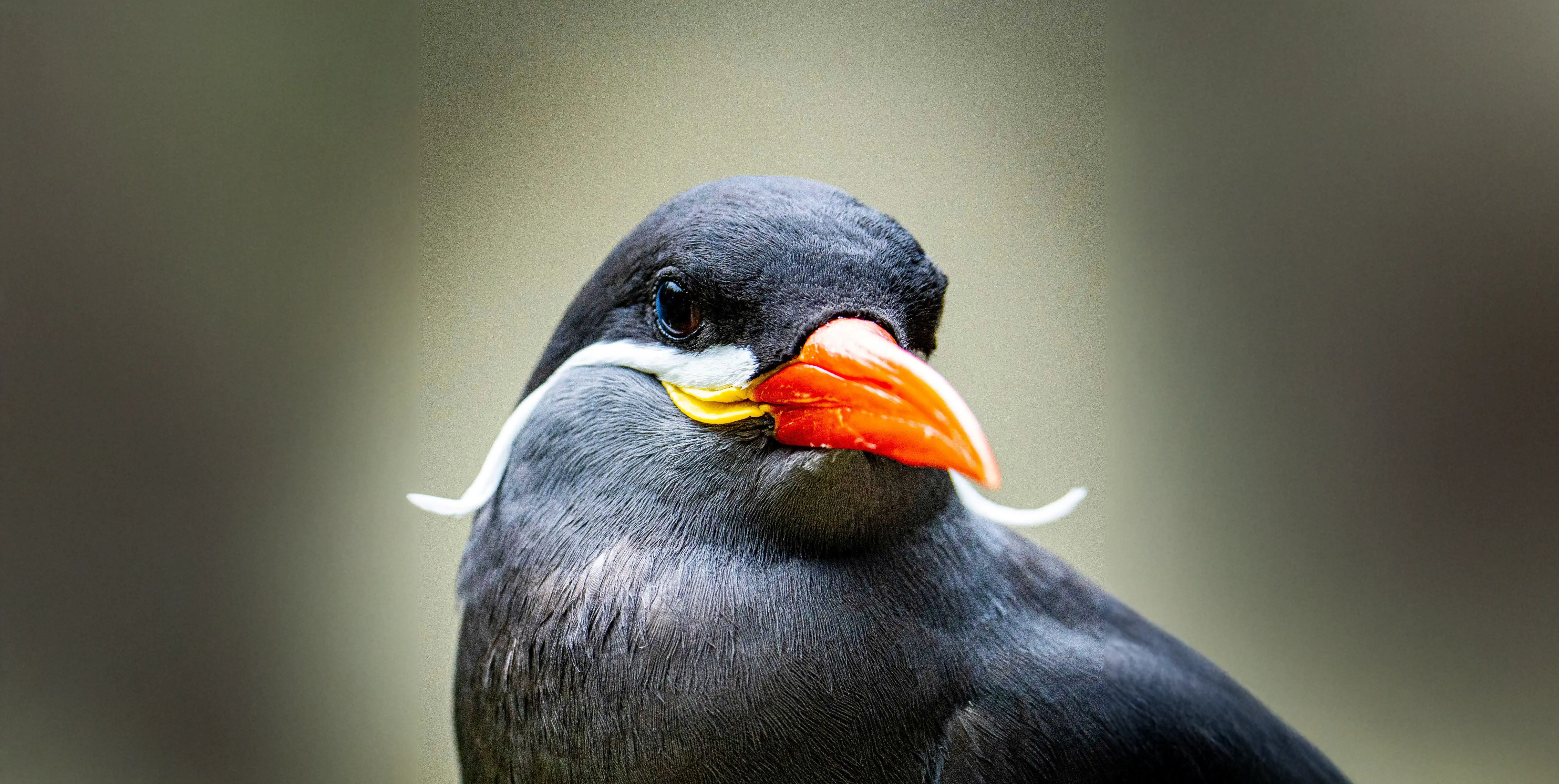 Een afbeelding van een incastern in Ouwehands Dierenpark
