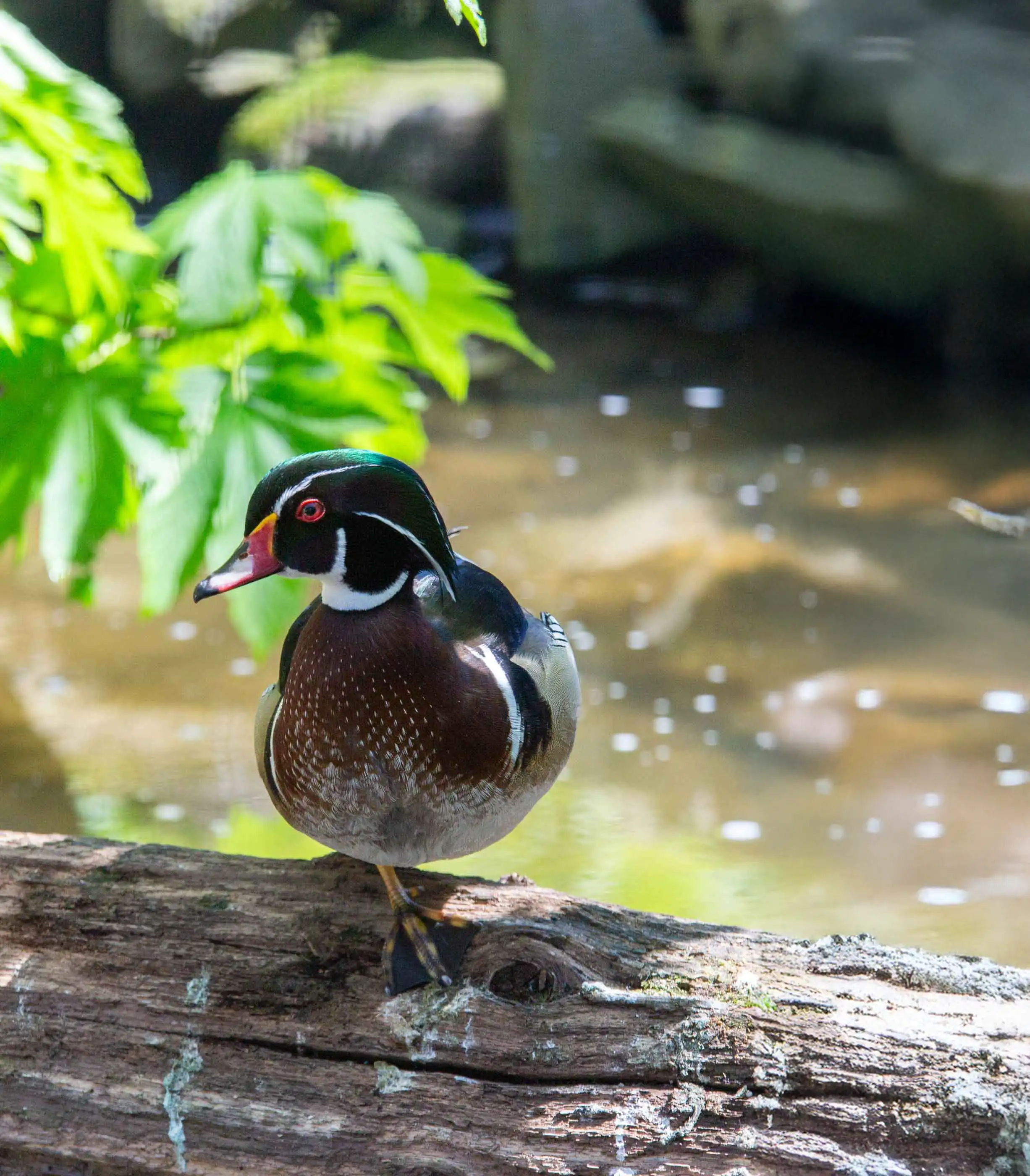 Een afbeelding van een Carolina eend in Ouwehands Dierenpark.