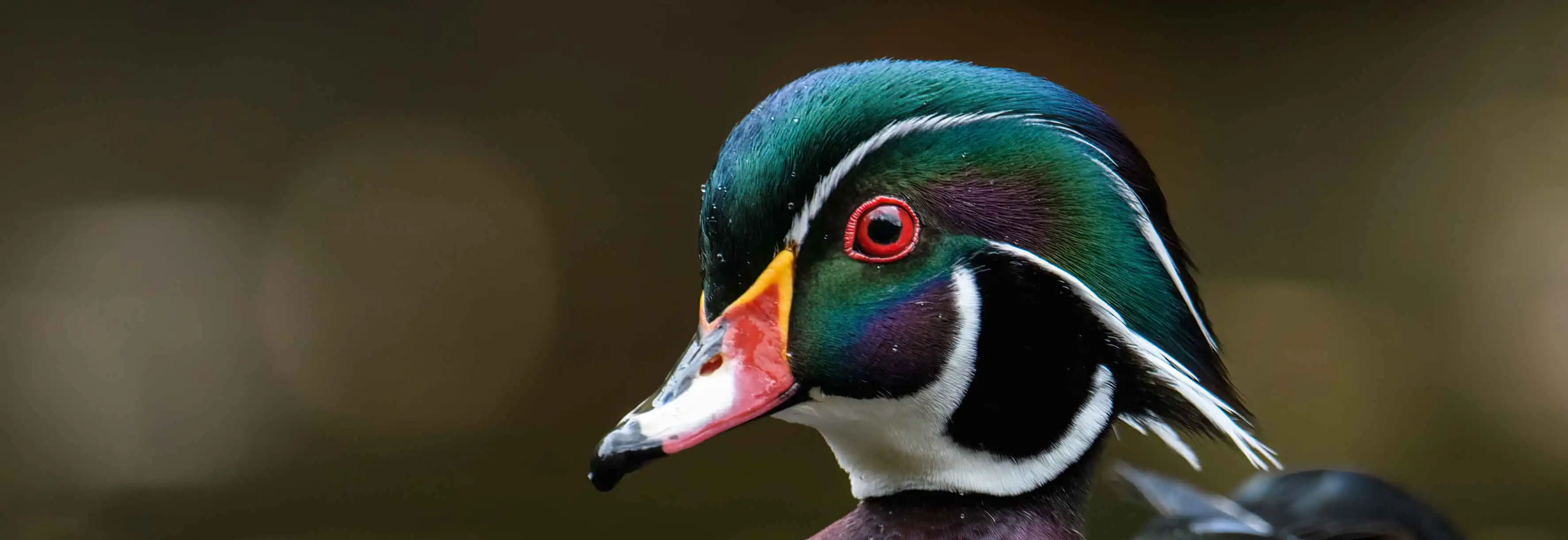 Een afbeelding van een carolina eend in Ouwehands Dierenpark.