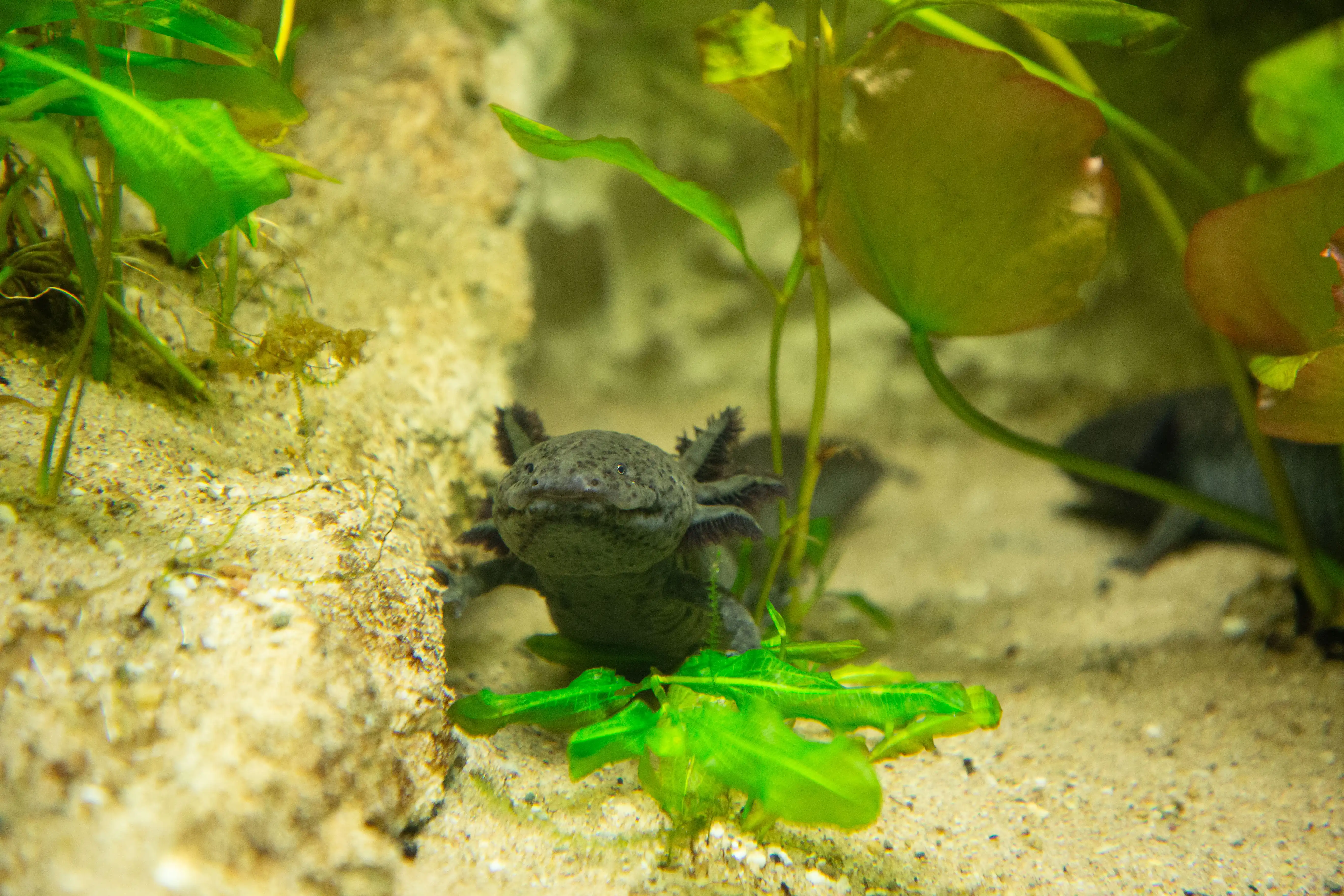 Een afbeelding van een donker gekleurde axolotl in Ouwehands Dierenpark.