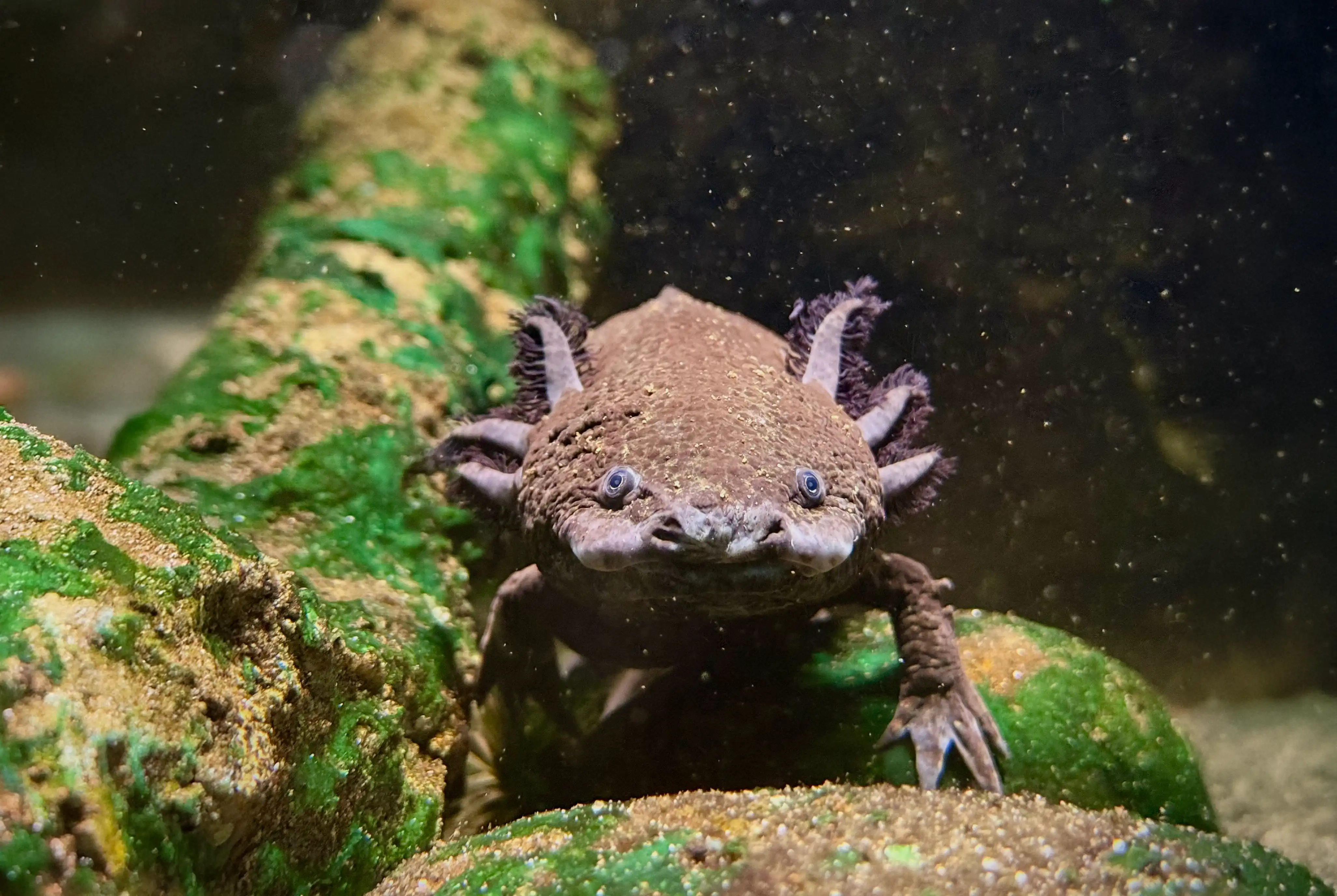 Een afbeelding van een donker gekleurde axolotl in Ouwehands Dierenpark.