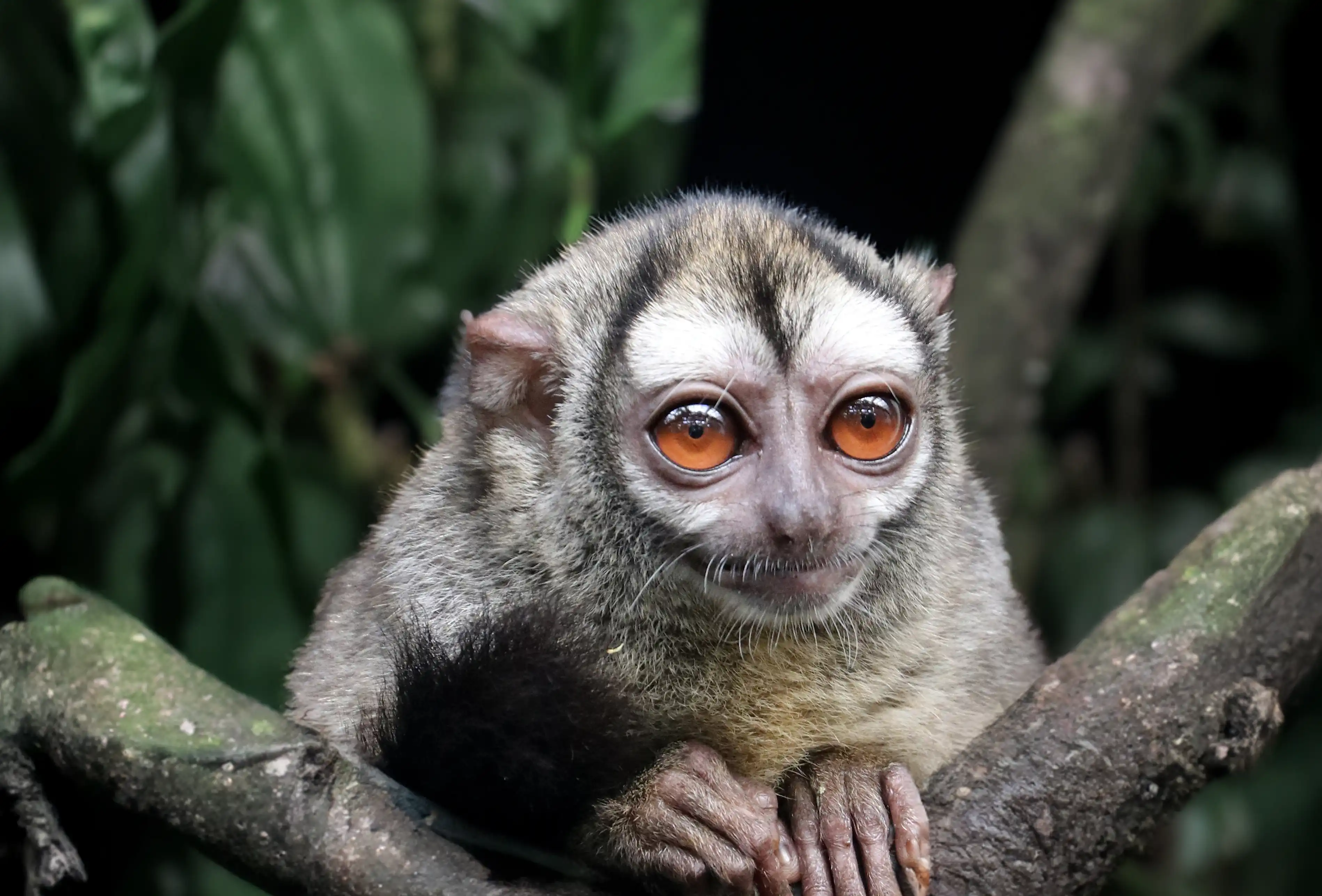 Een afbeelding van de grijspoot doeroecoeli in Ouwehands Dierenpark.