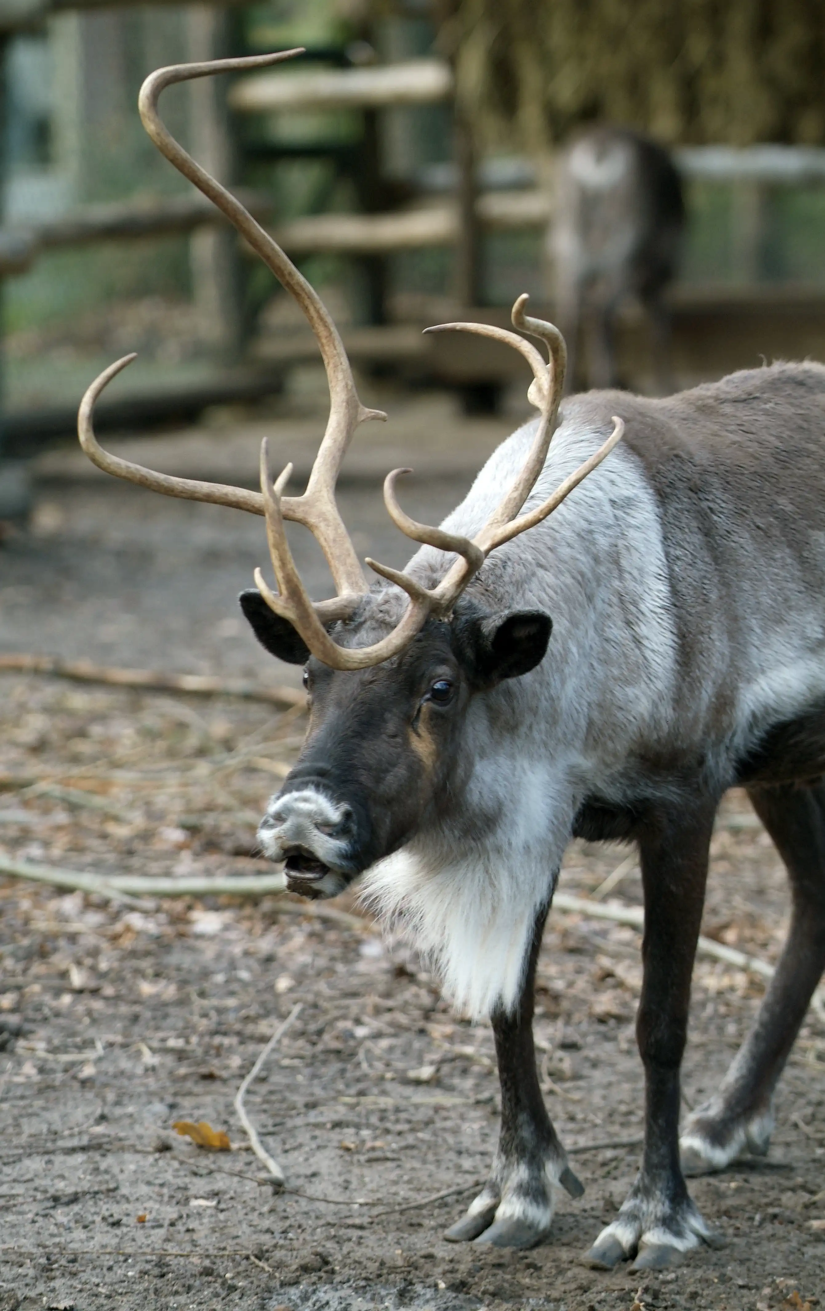 Een afbeelding van een rendier in Ouwehands Dierenpark.