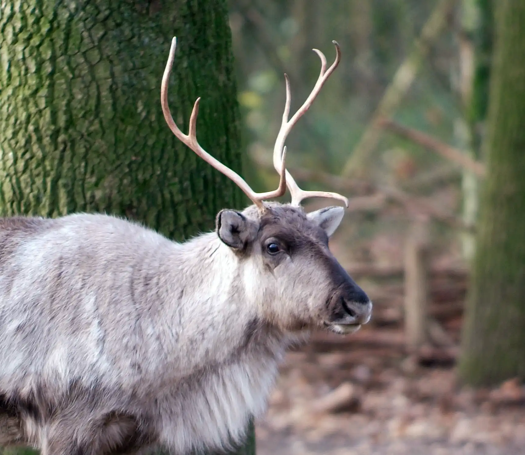 Een afbeelding van een rendier in Ouwehands Dierenpark.