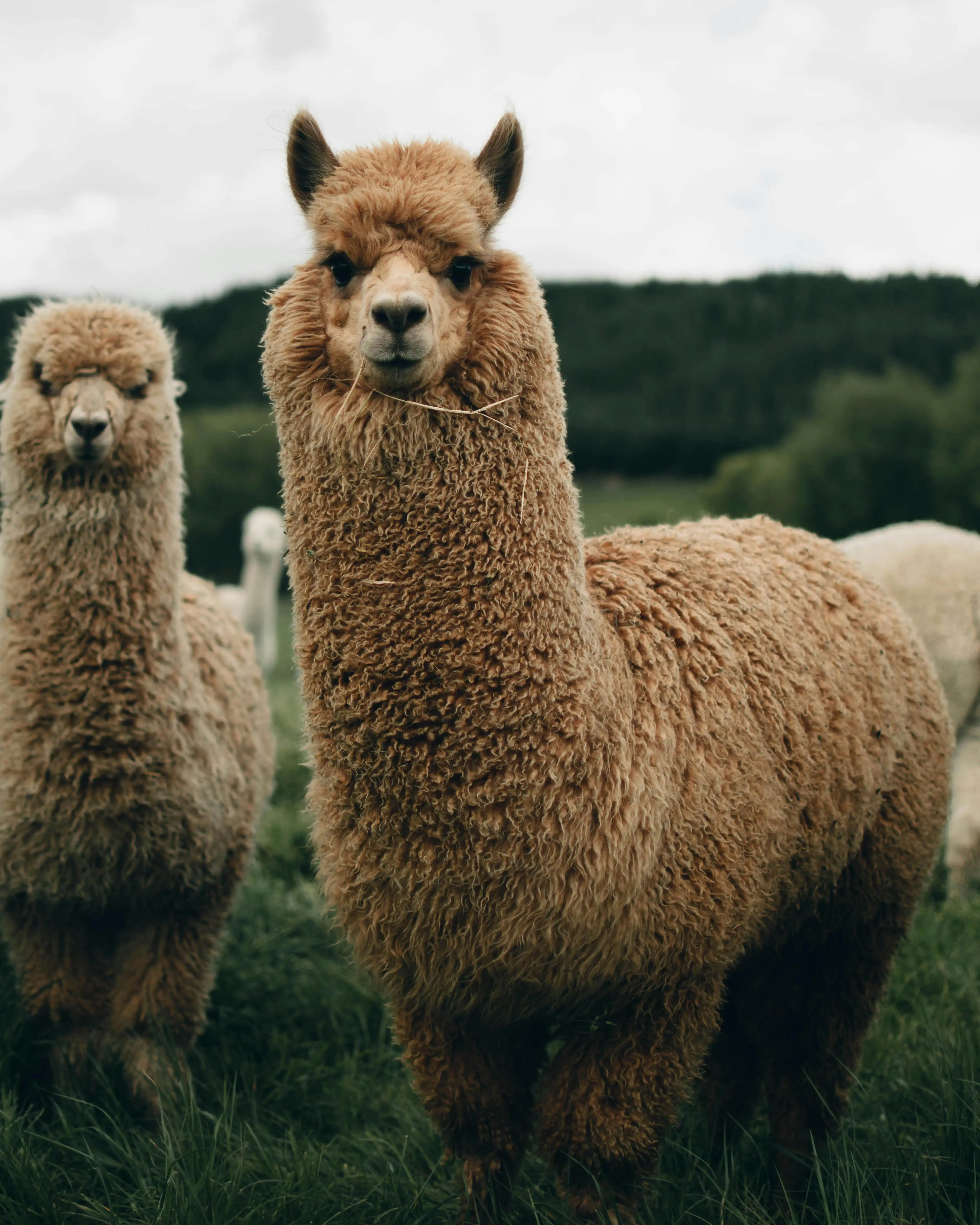 Twee pluizige alpaca's staan in een grasveld, het zijn twee blonde alpaca's