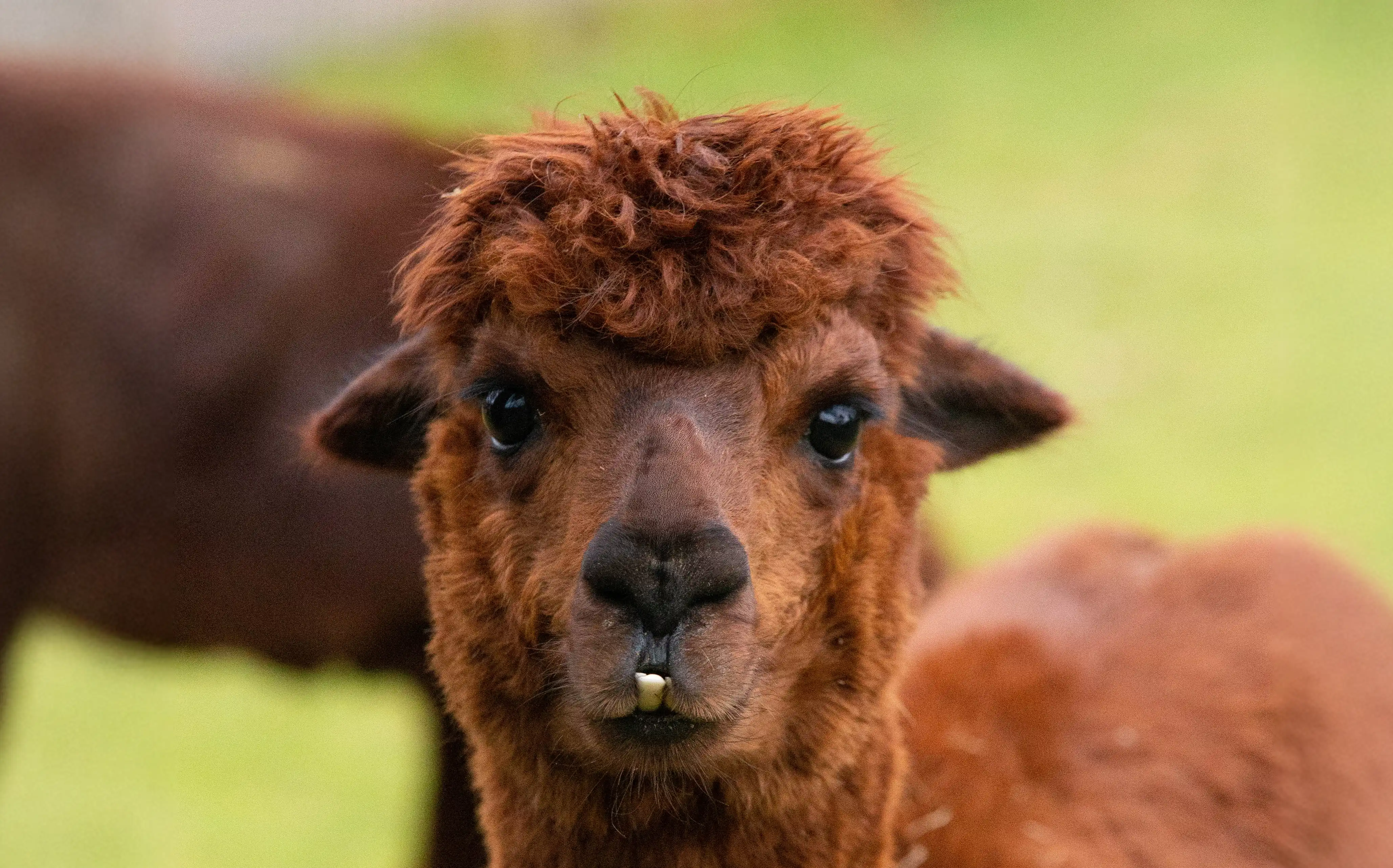 Close-up van een bruine alpaca dat in een groene weide naar de camera kijkt, de alpaca kijkt vriendelijk en nieuwsgierig.