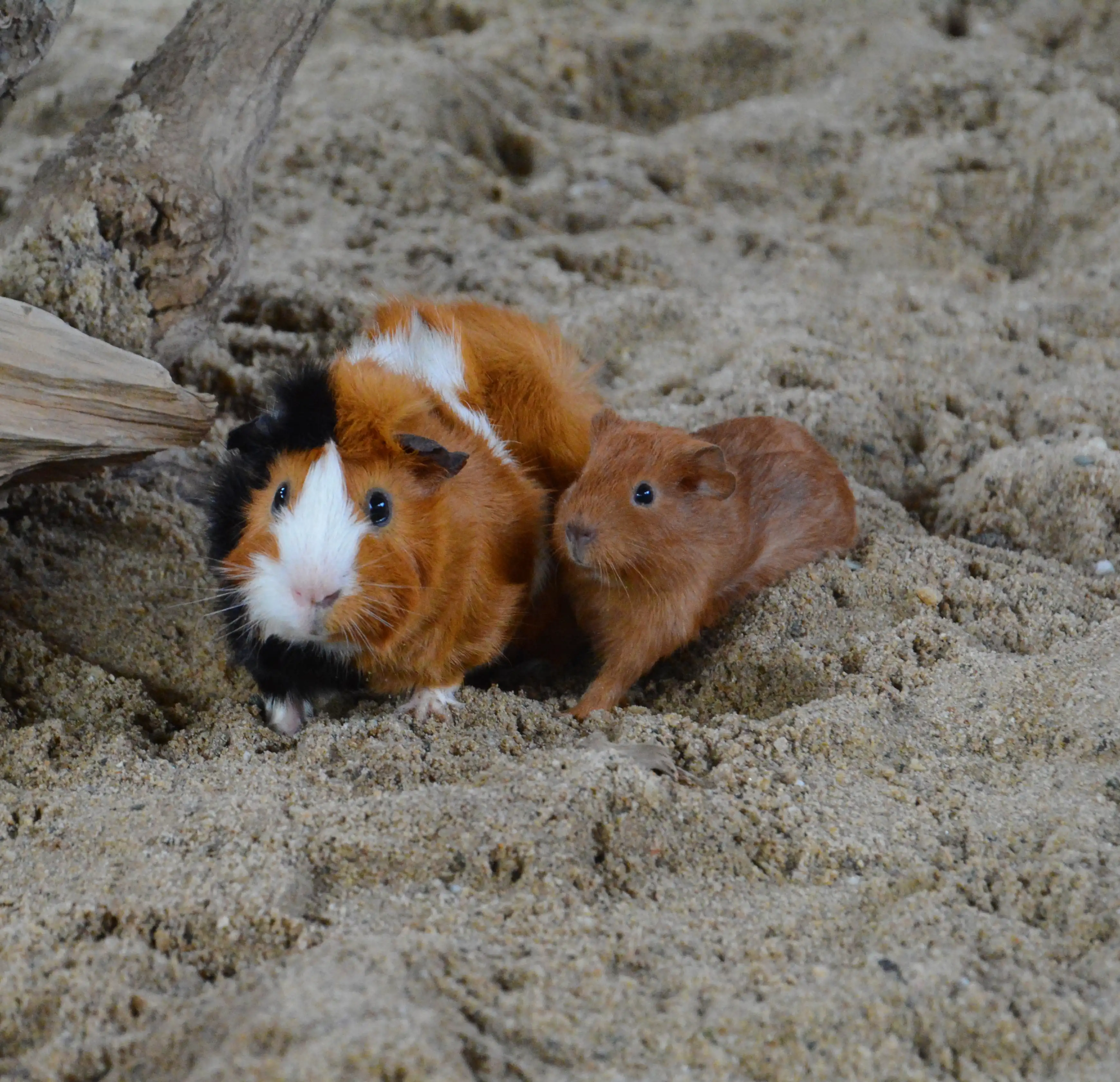 Een afbeelding van een cavia in Ouwehands Dierenpark.