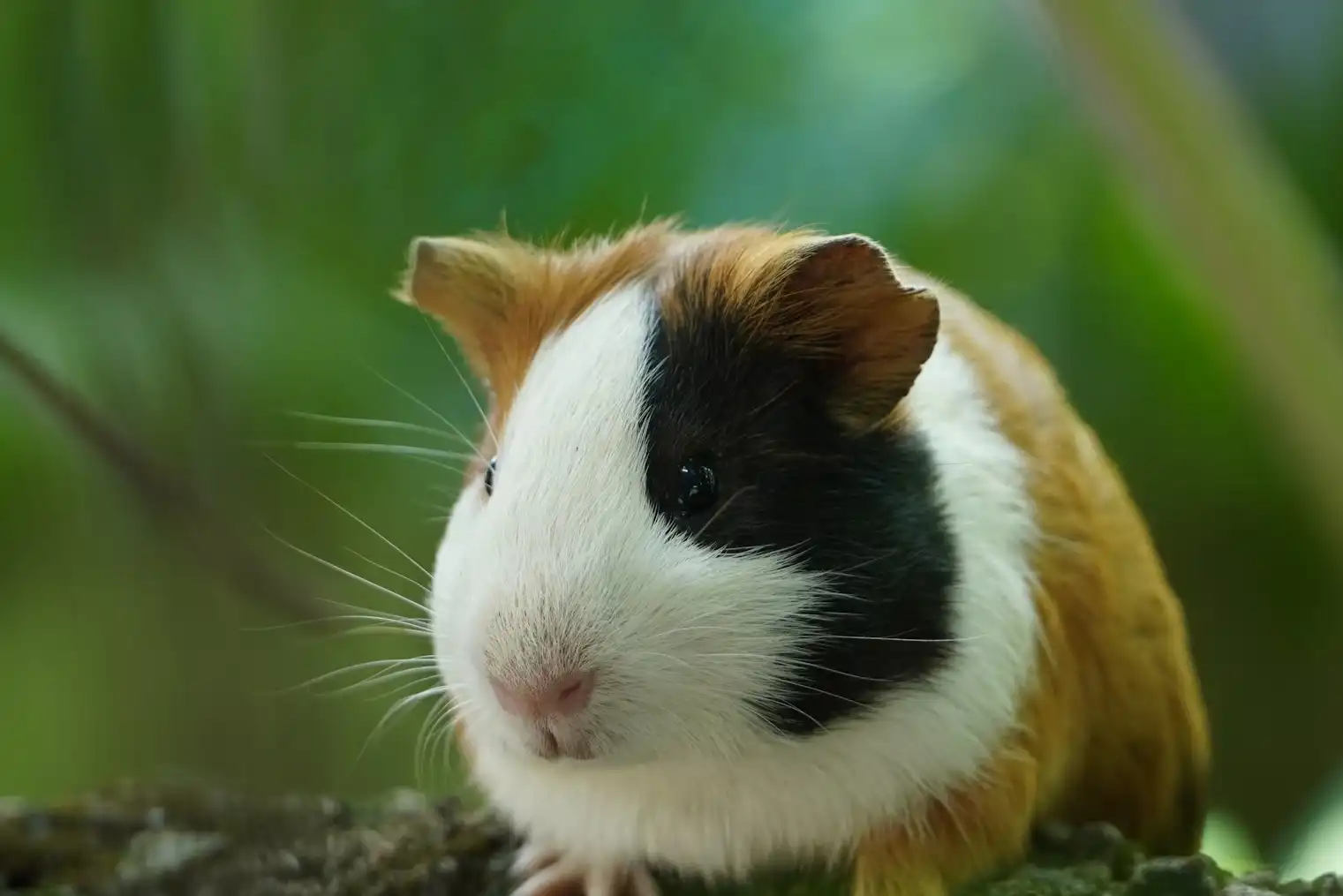 Een afbeelding van een cavia.