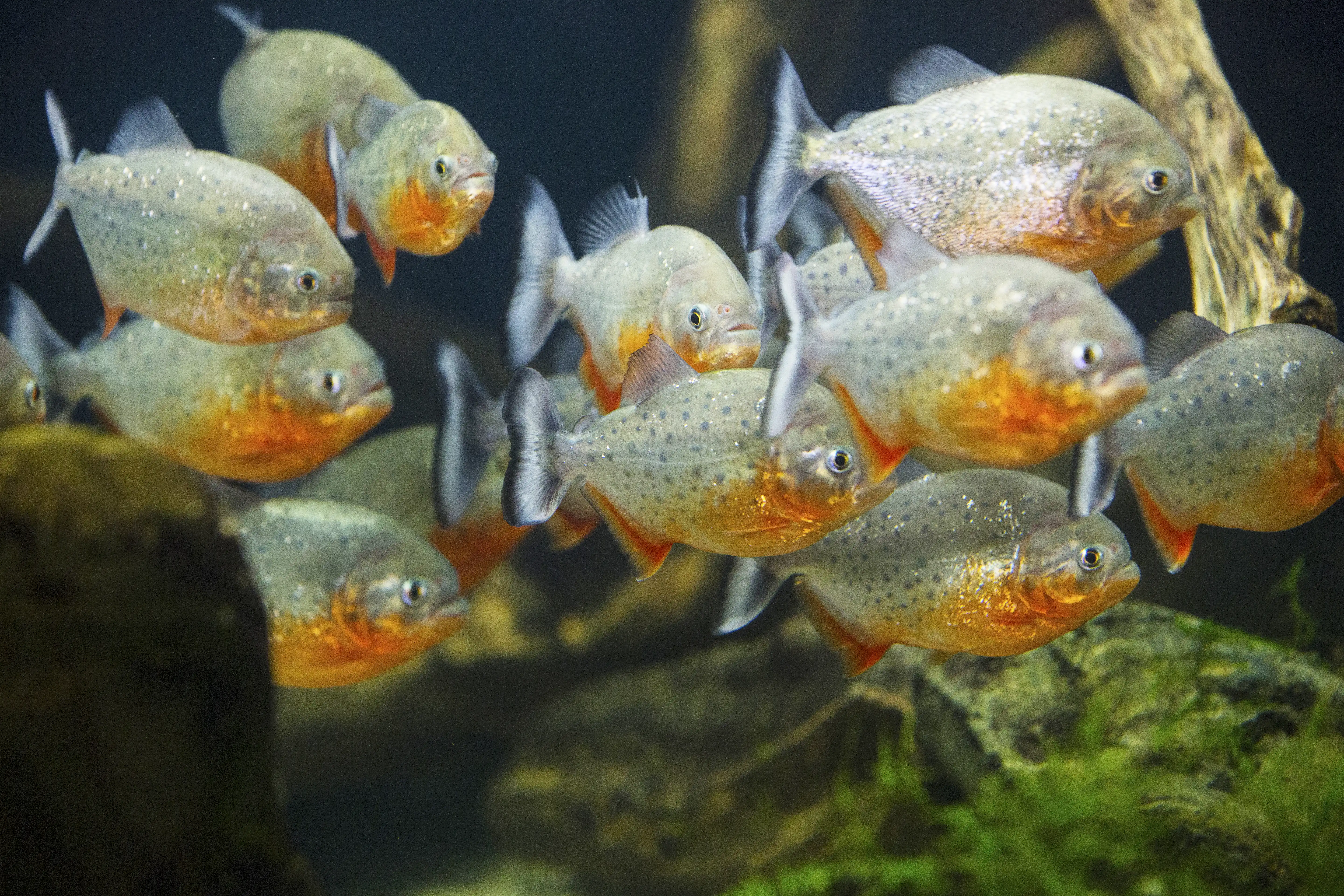 Een afbeelding van een piranha in Ouwehands Dierenplek.