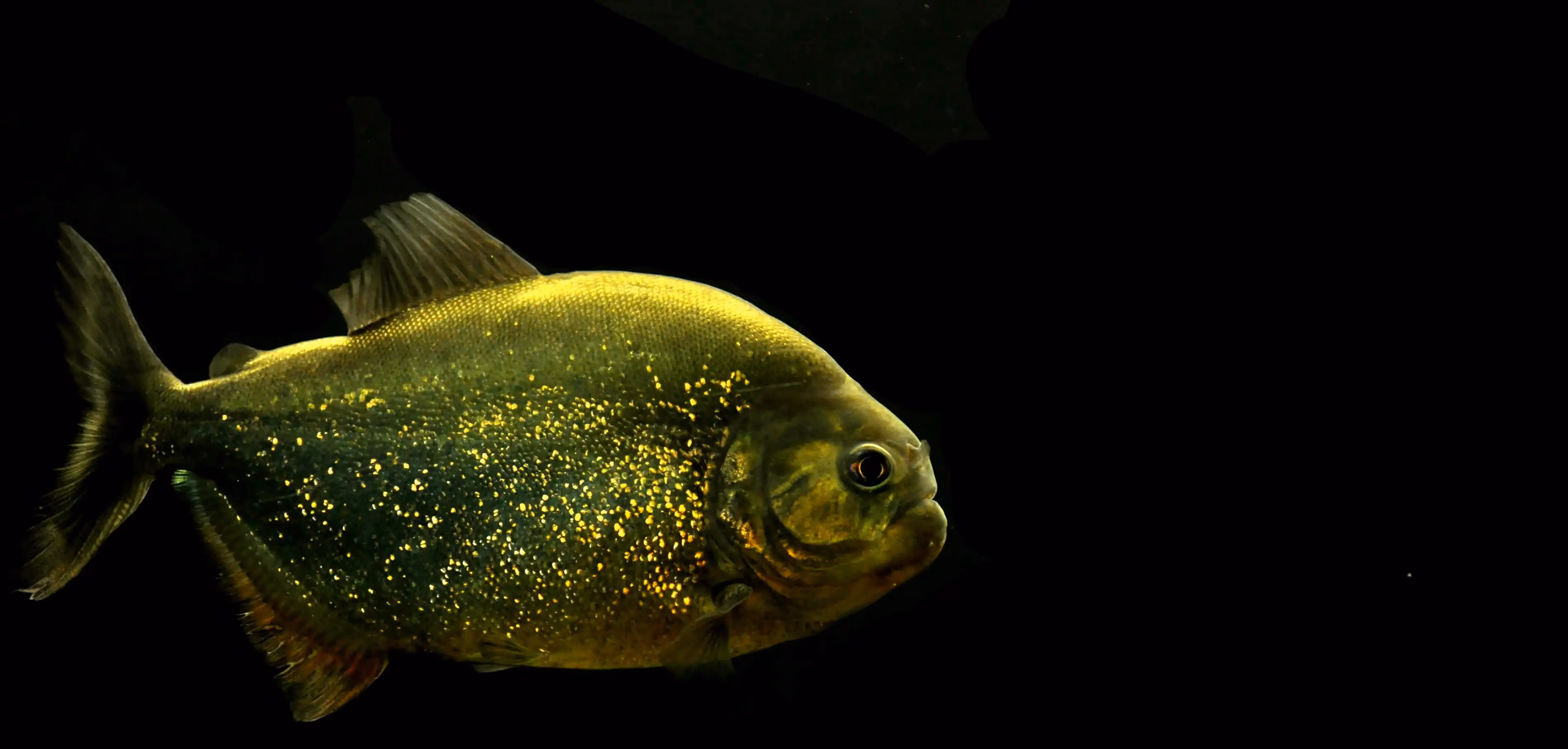 Een afbeelding van een piranha in Ouwehands Dierenplek.