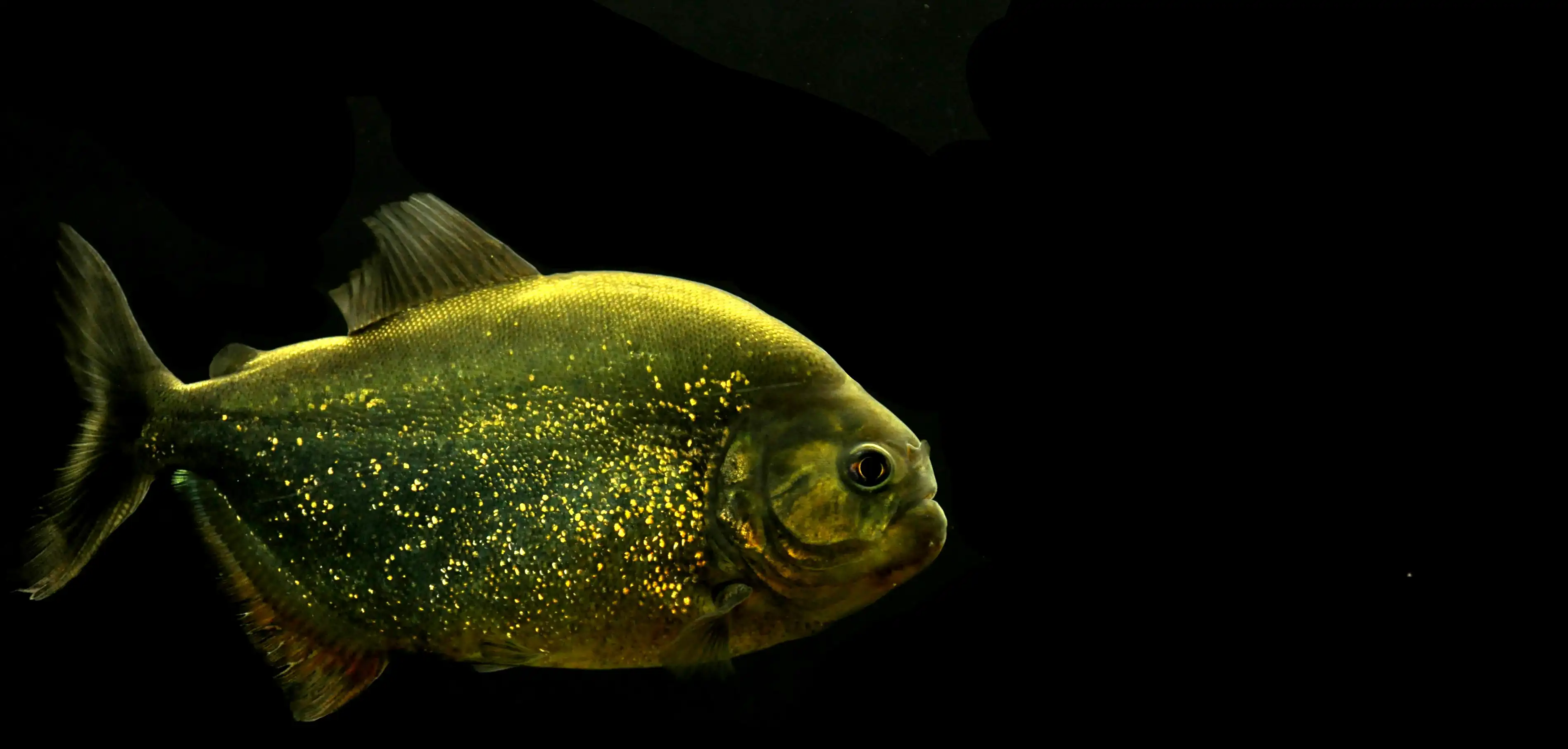 Een afbeelding van een piranha in Ouwehands Dierenplek.