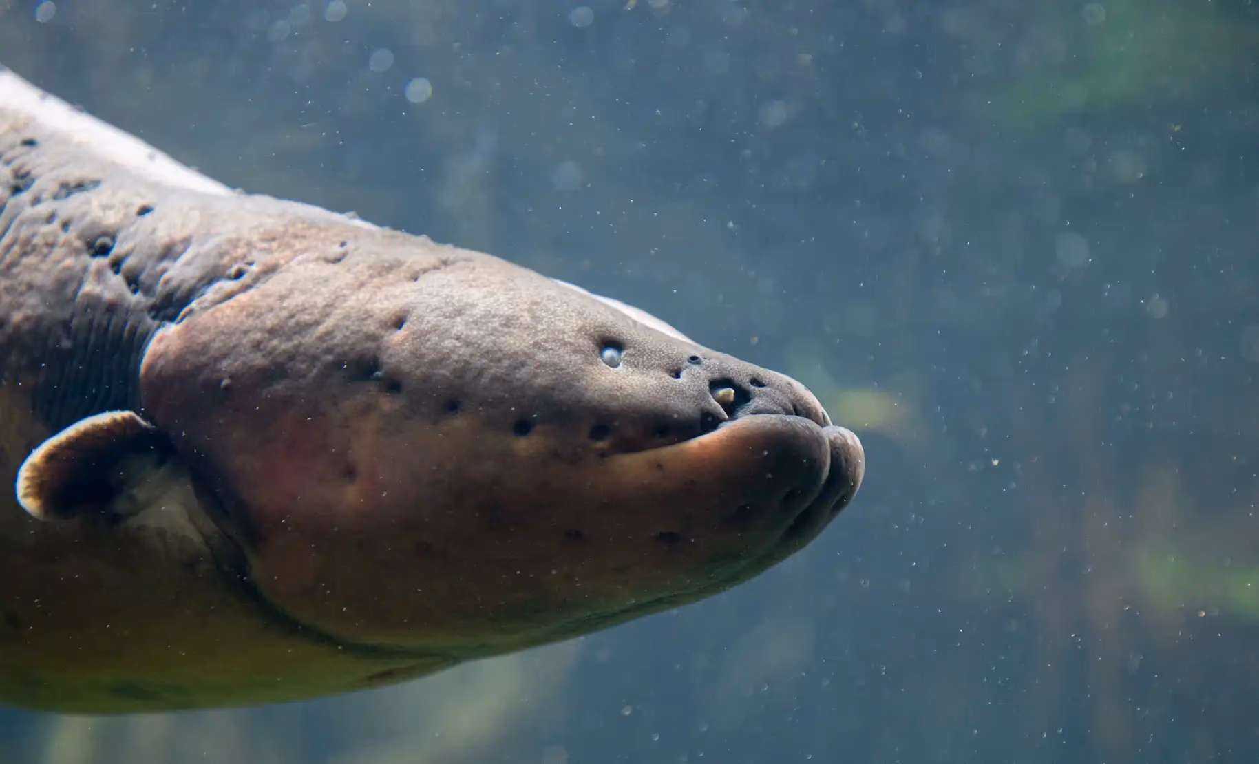 Een afbeelding van een sidderaal in Ouwehands Dierenpark.