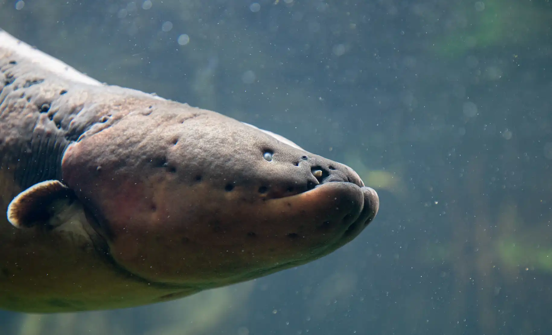 Een afbeelding van een sidderaal in Ouwehands Dierenpark.