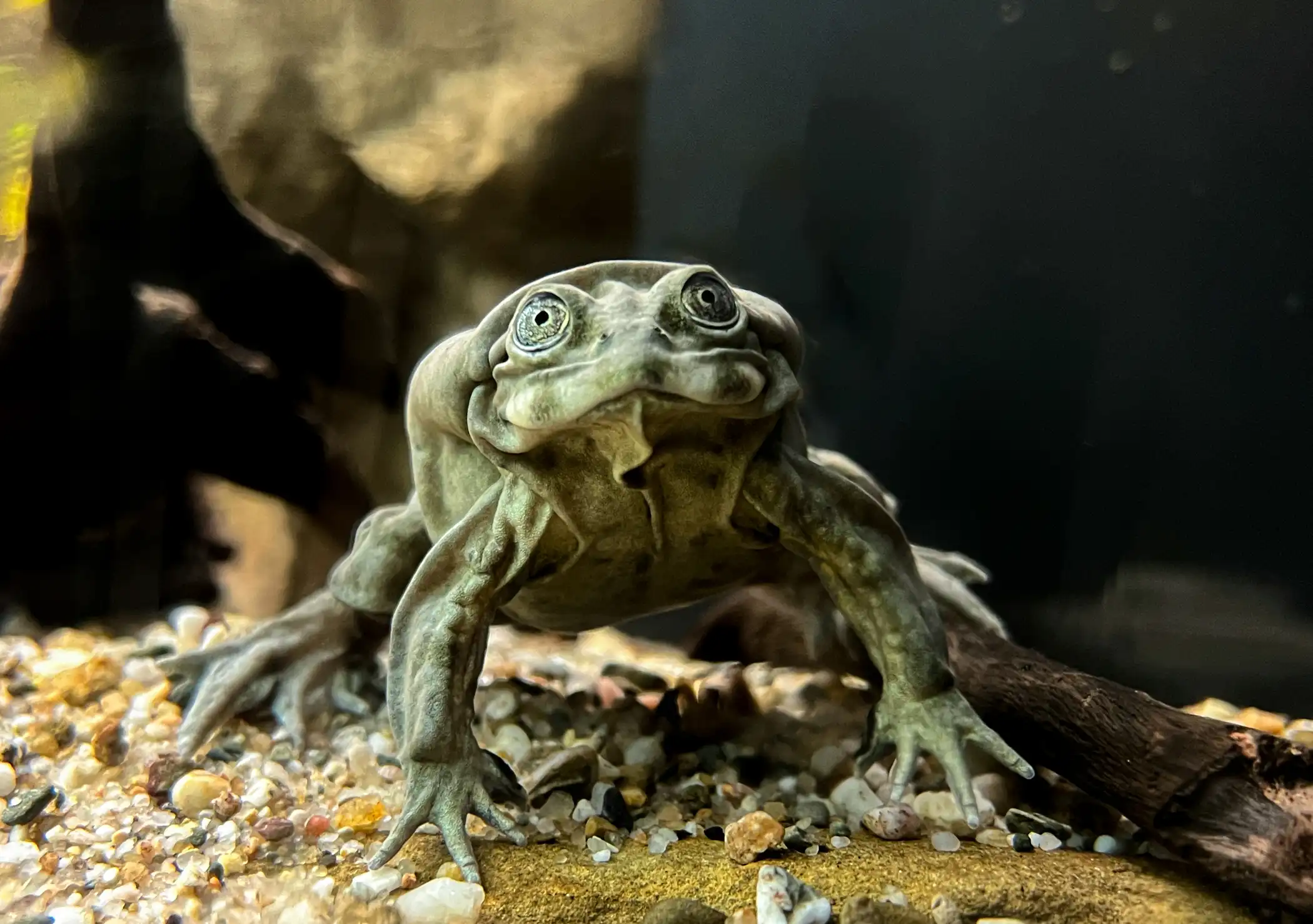 Een afbeelding van een titicacakikker in Ouwehands Dierenpark.