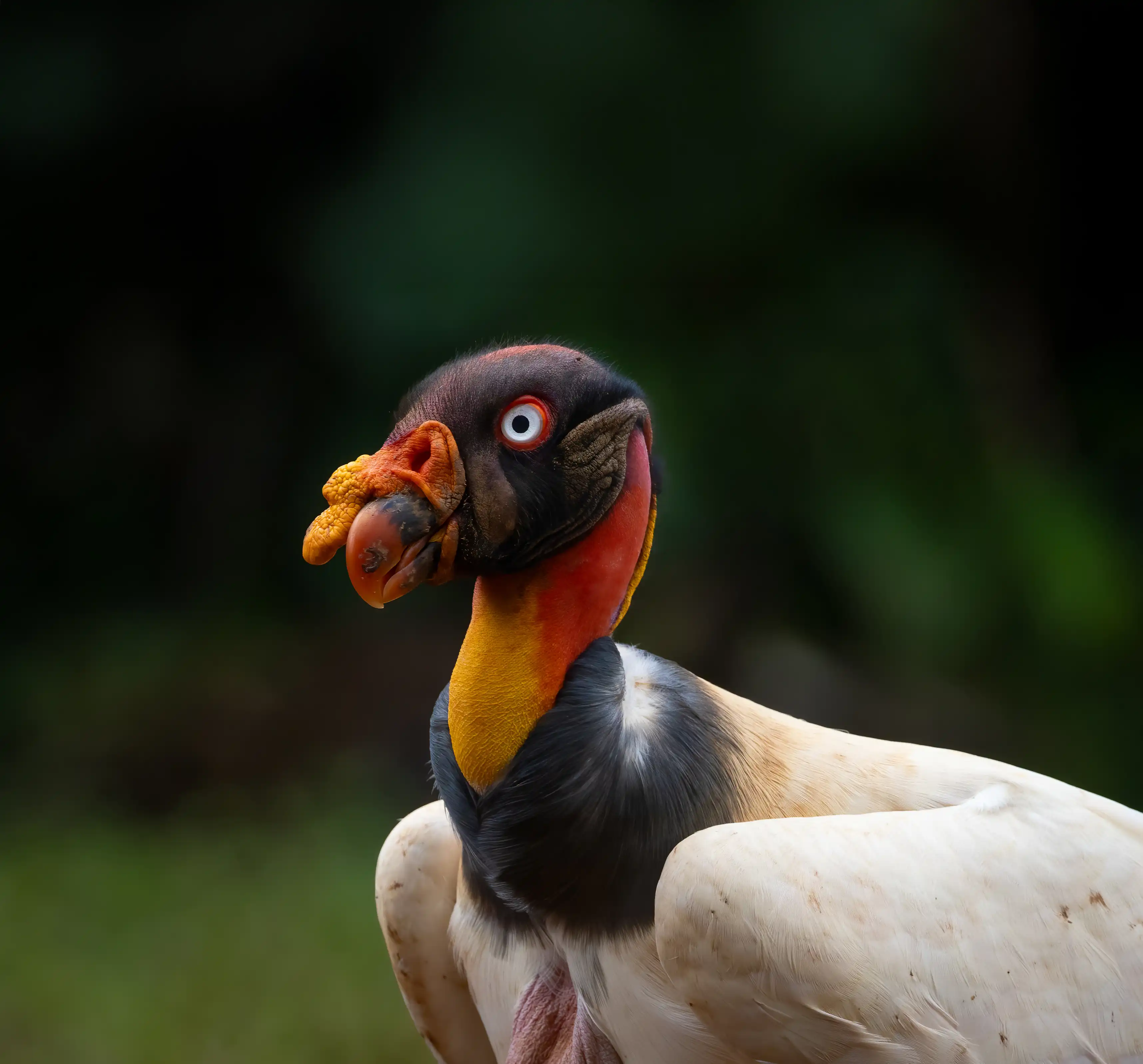Een afbeelding van een koningsgier in Ouwehands Dierenpark.