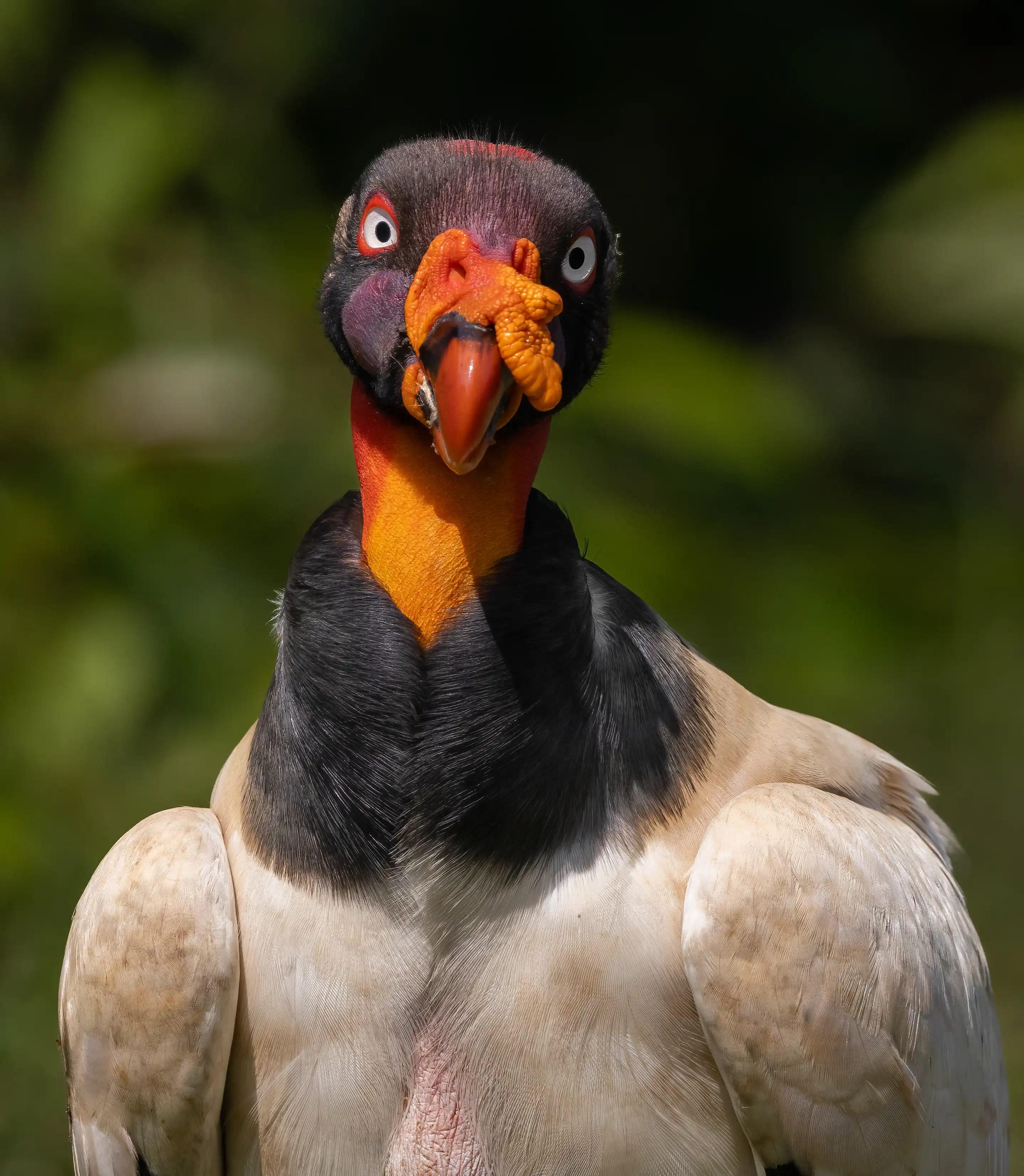 Een afbeelding van een koningsgier in Ouwehands Dierenpark.