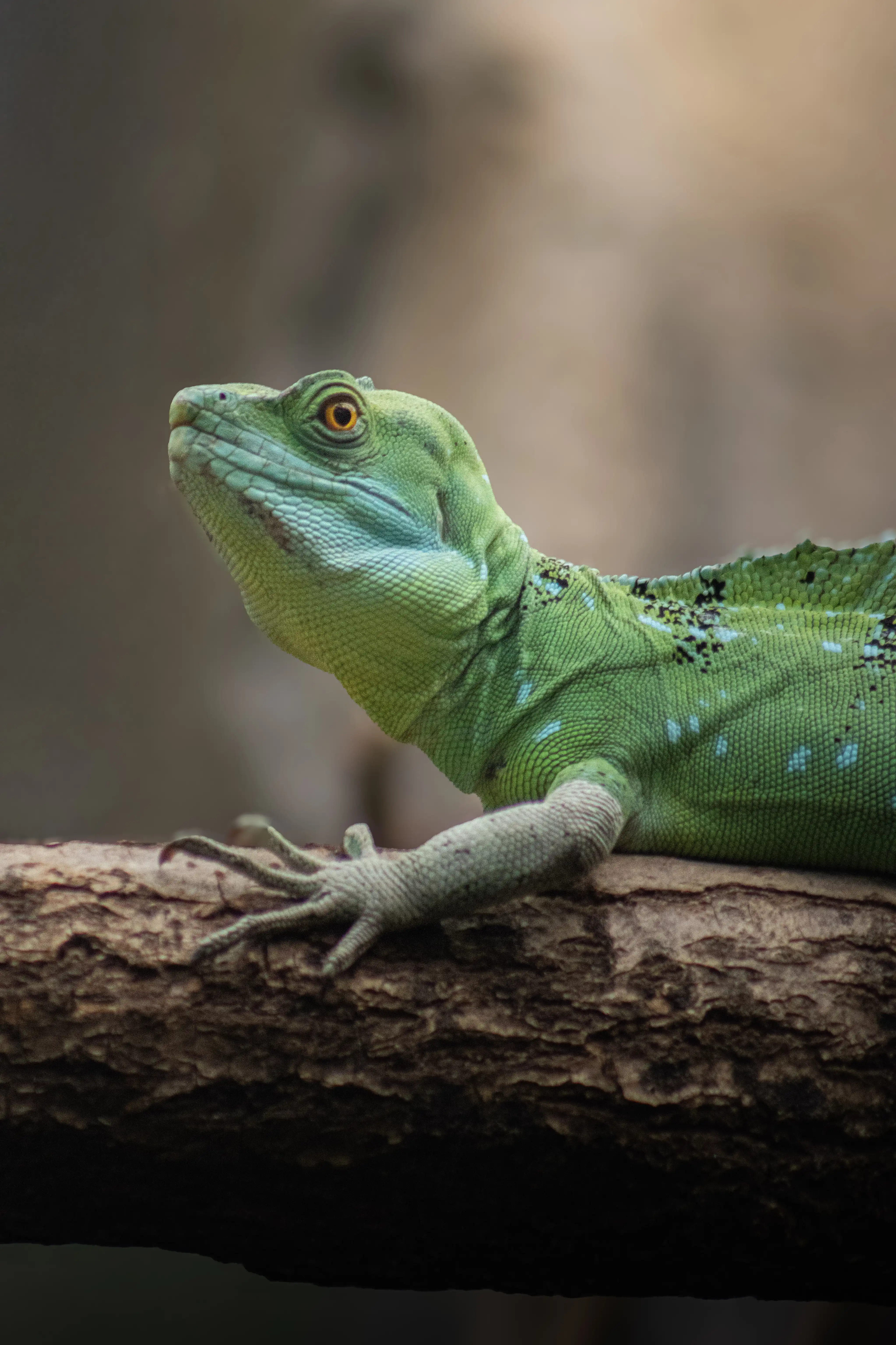 Een afbeelding van een kroonbasilisk in Ouwehands Dierenpark.