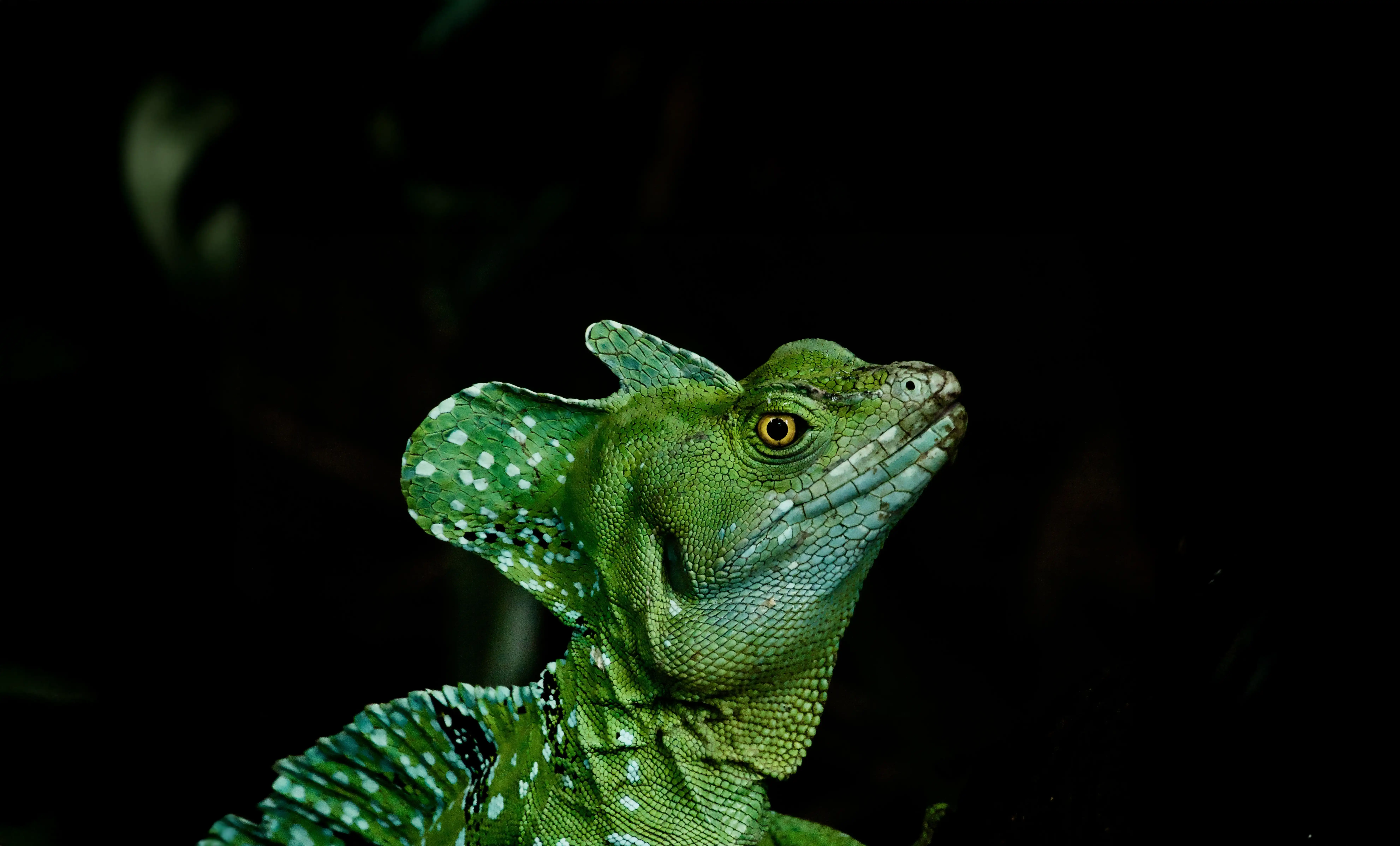 Een afbeelding van een kroonbasilisk in Ouwehands Dierenpark.