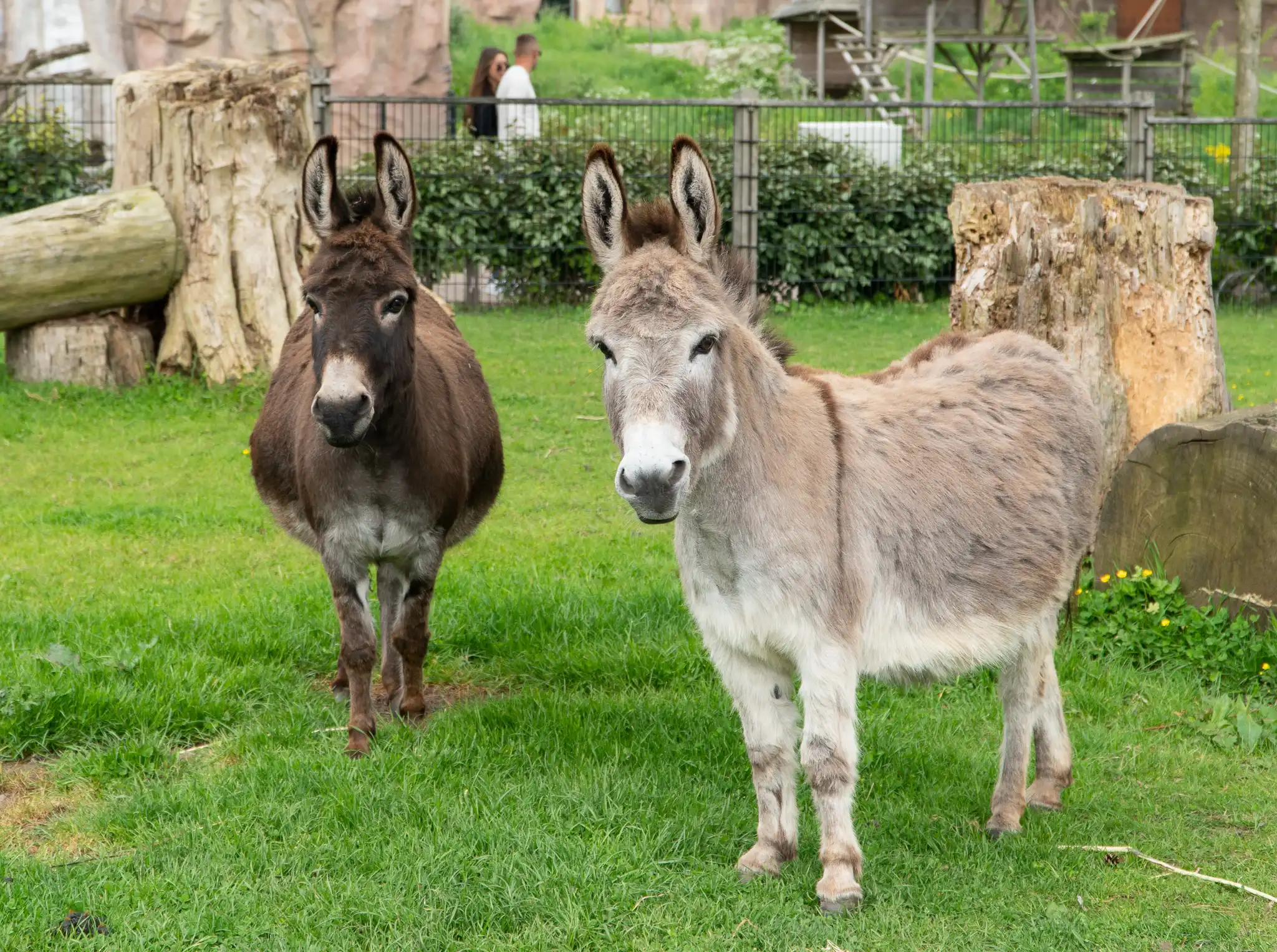 Een afbeelding van een dwergezel in Ouwehands Dierenpark.