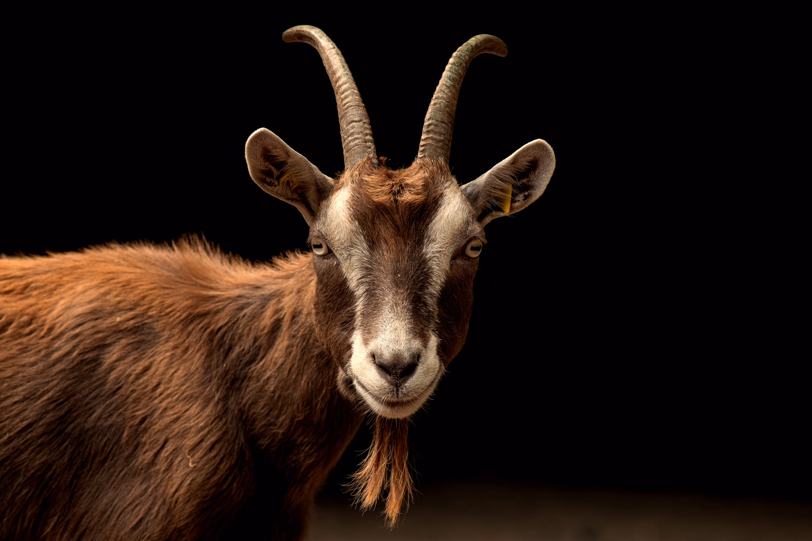 Een afbeelding van een geit in Ouwehands Dierenpark.