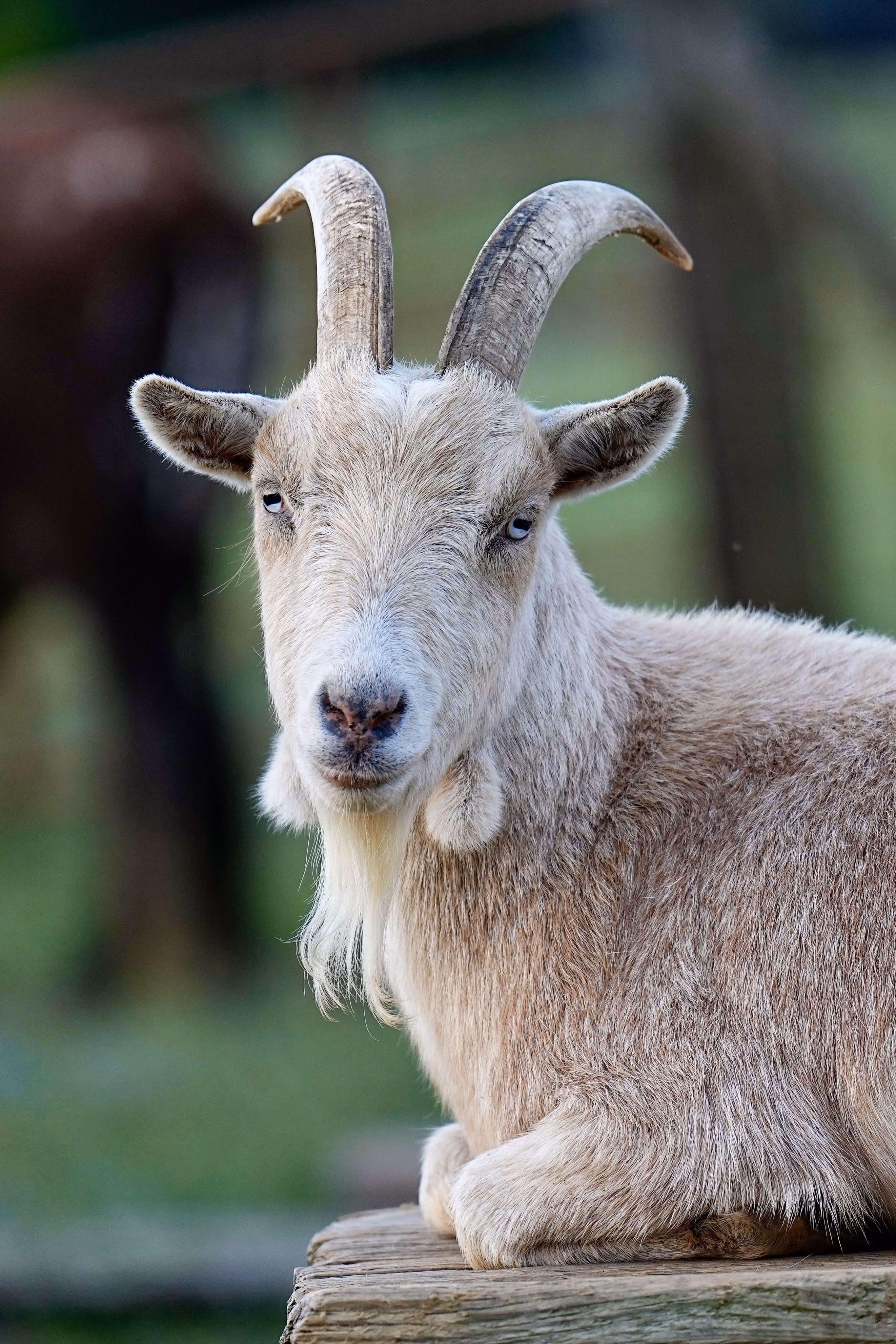 Een afbeelding van een geit in Ouwehands Dierenpark.