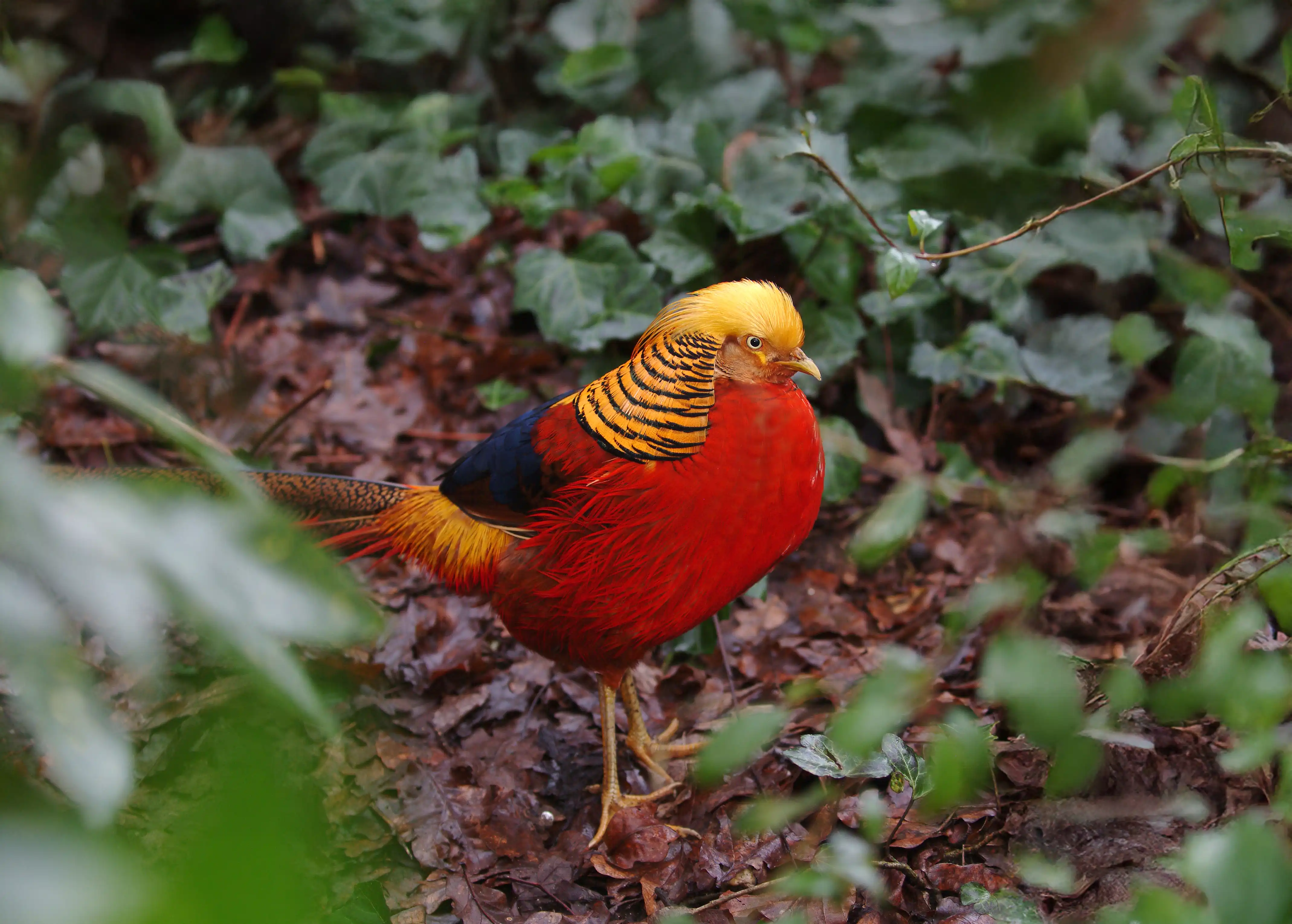 Een afbeelding van een goudfazant in Ouwehands Dierenpark.