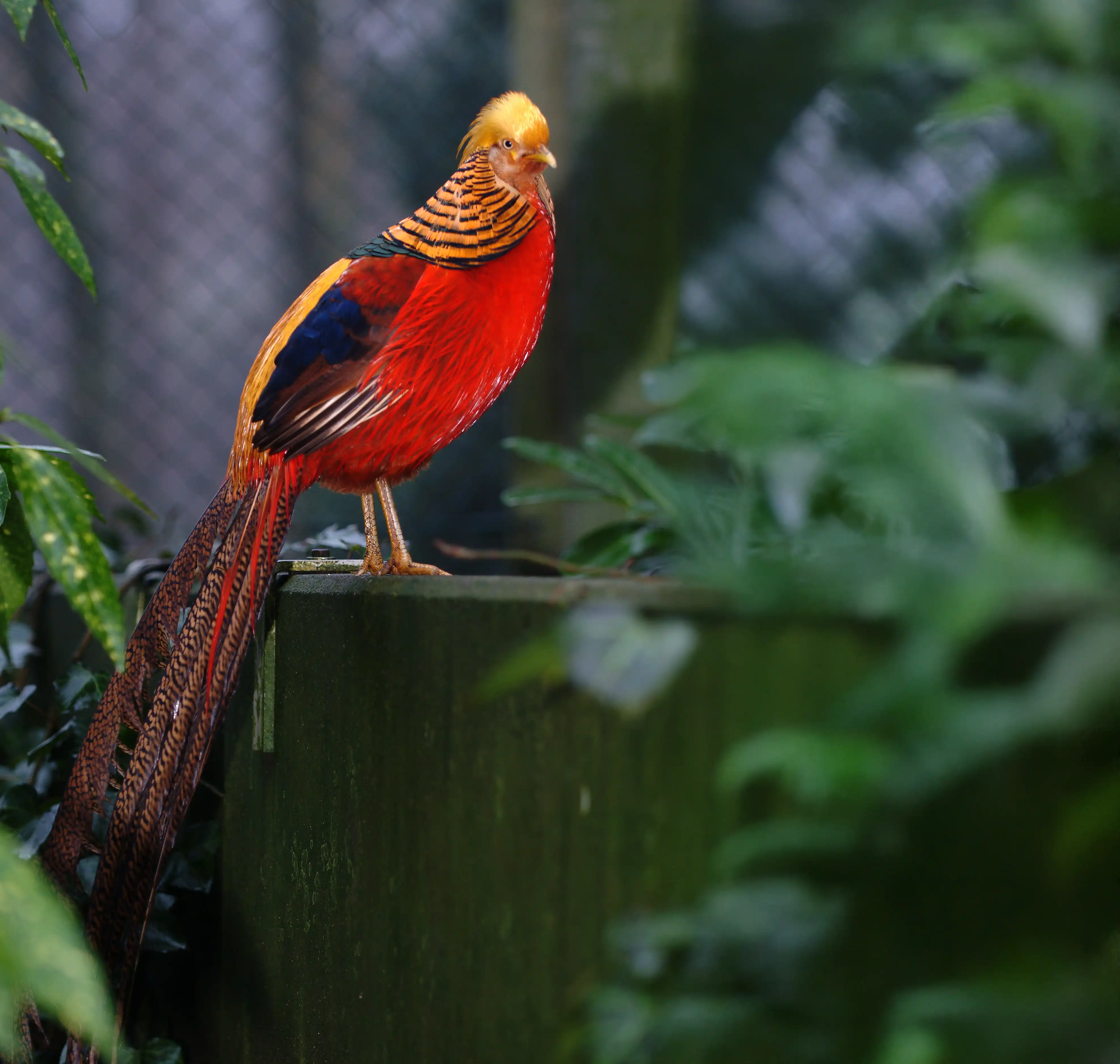 Een afbeelding van een goudfazant in Ouwehands Dierenpark.