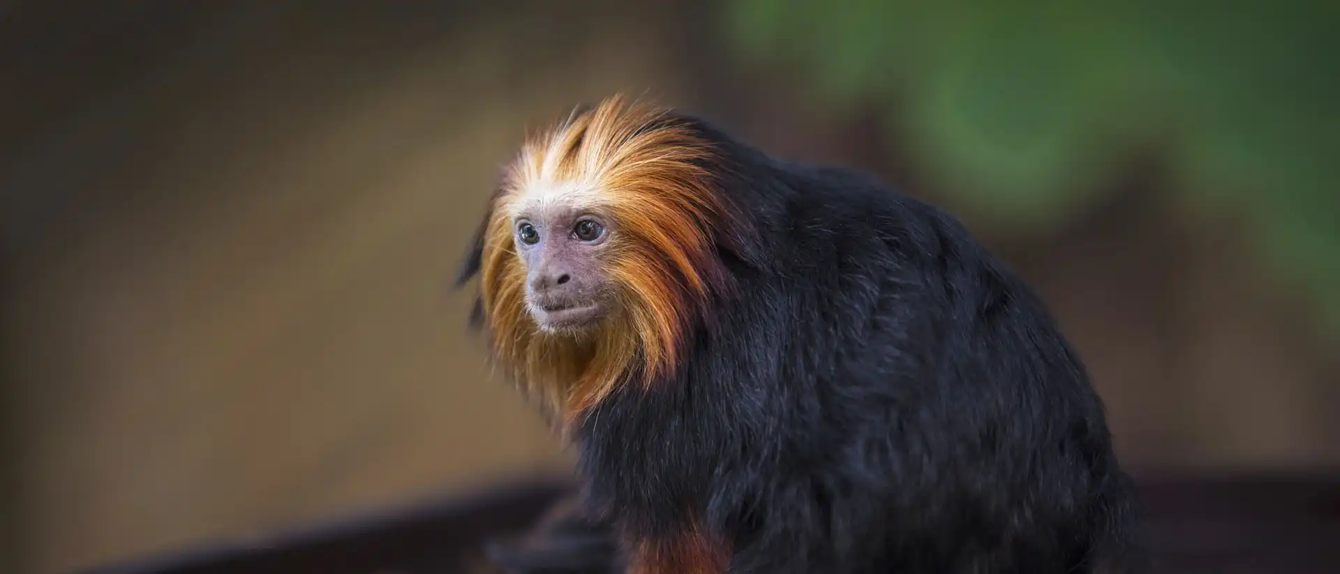 Een afbeelding van een goudkopleeuwaapje in Ouwehands Dierenpark.